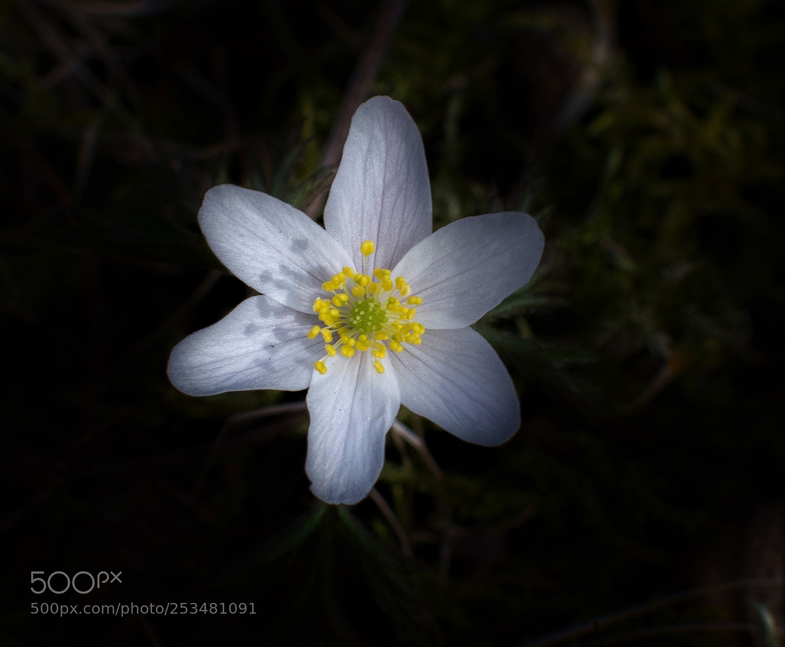 Nikon D3300 sample photo. The first... photography