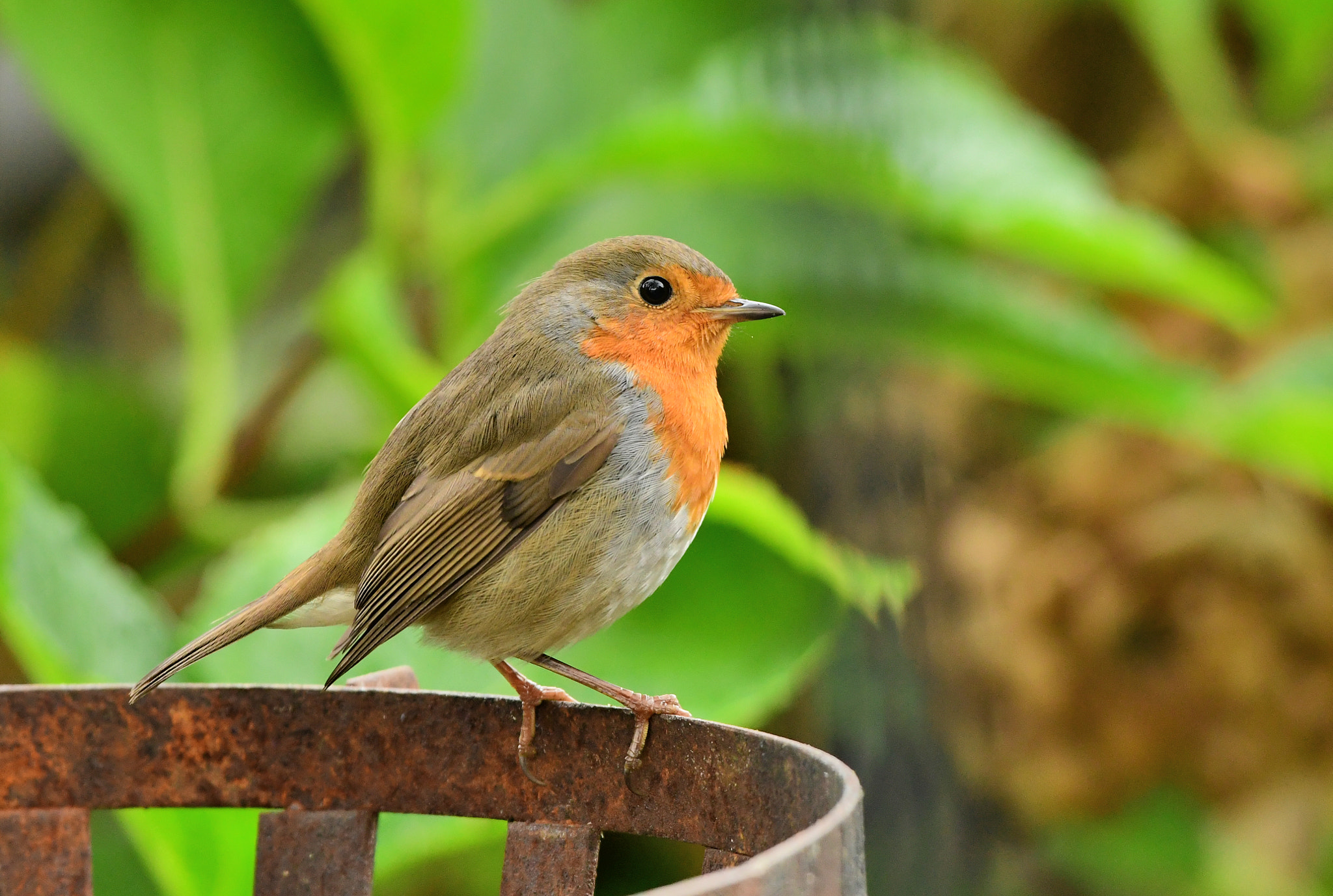 Nikon AF-S Nikkor 500mm F4G ED VR sample photo. Roodborst photography