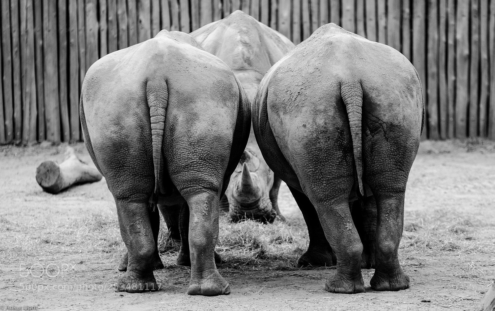 Nikon D7000 sample photo. Rhinos photography