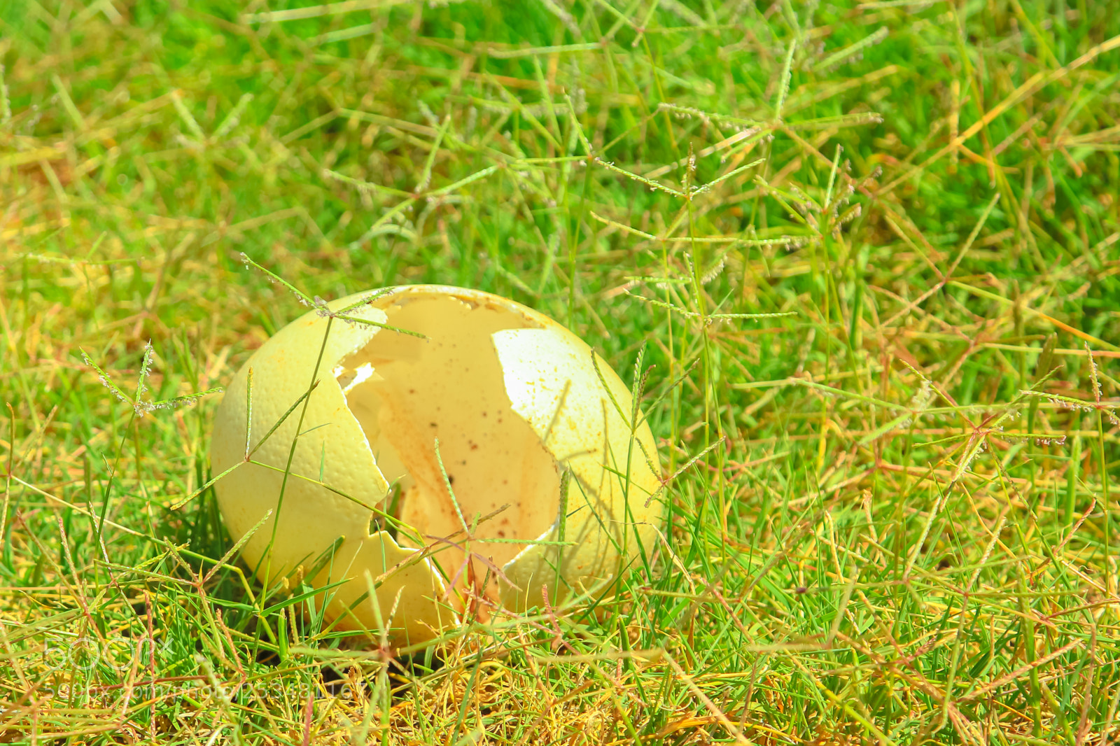 Canon EOS 550D (EOS Rebel T2i / EOS Kiss X4) sample photo. Ostrich egg on the photography