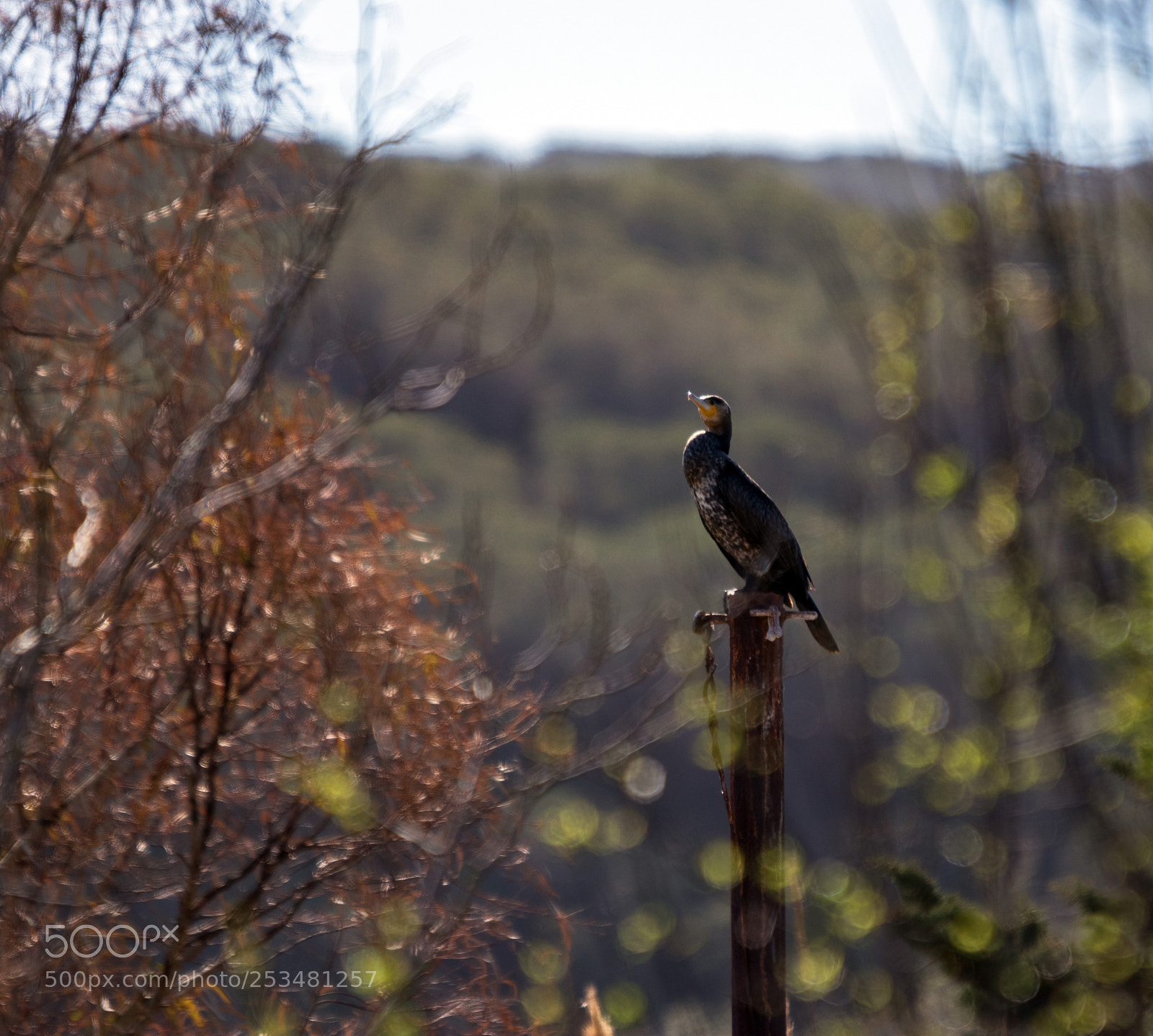 Canon EOS 80D sample photo. Fly or not? photography