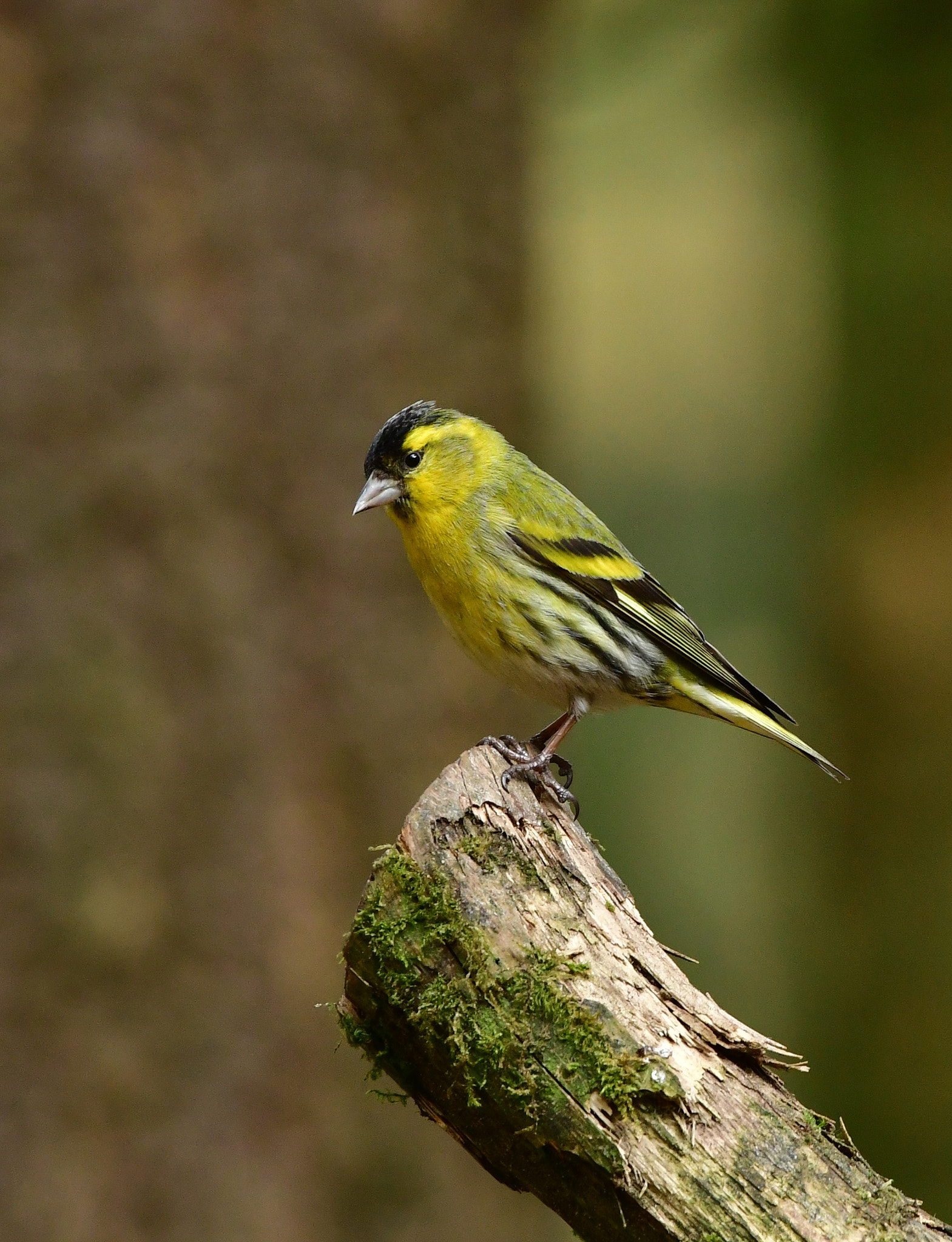 Nikon D500 + Nikon AF-S Nikkor 500mm F4G ED VR sample photo. Sijs photography