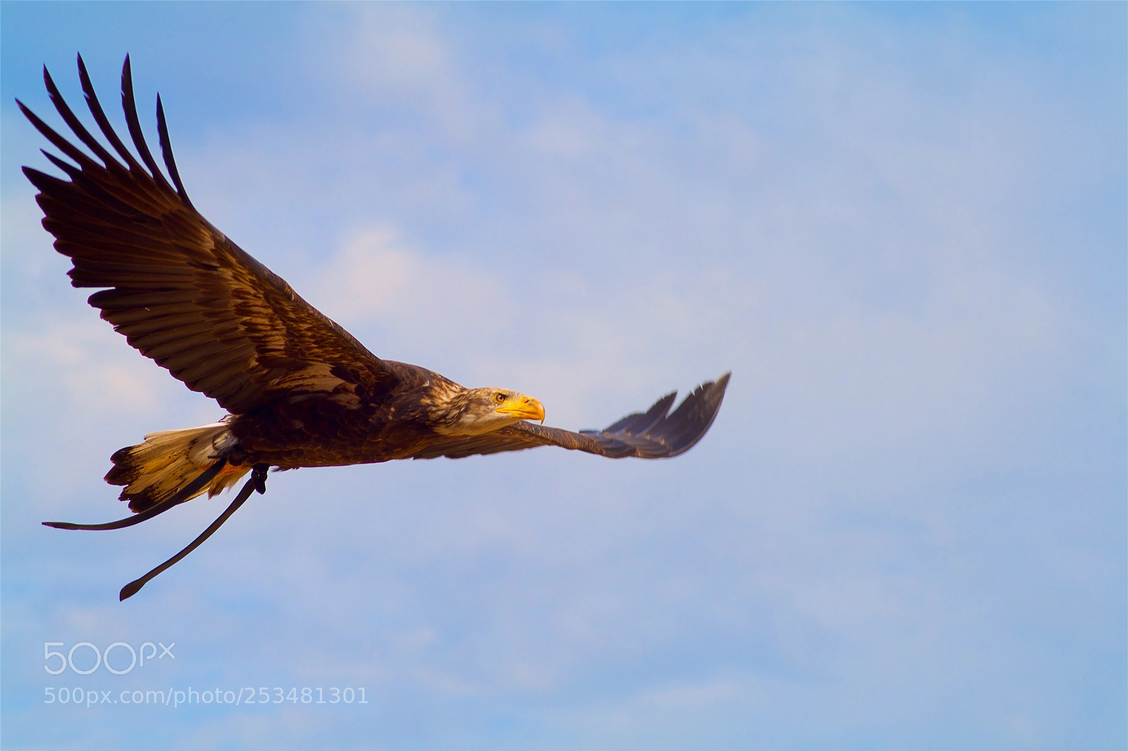 Canon EOS 1000D (EOS Digital Rebel XS / EOS Kiss F) sample photo. Flying eagle photography