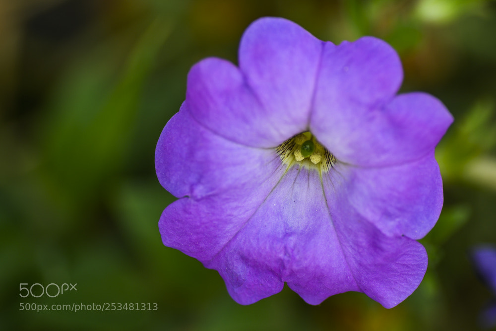 Nikon D850 sample photo. Pink flower photography