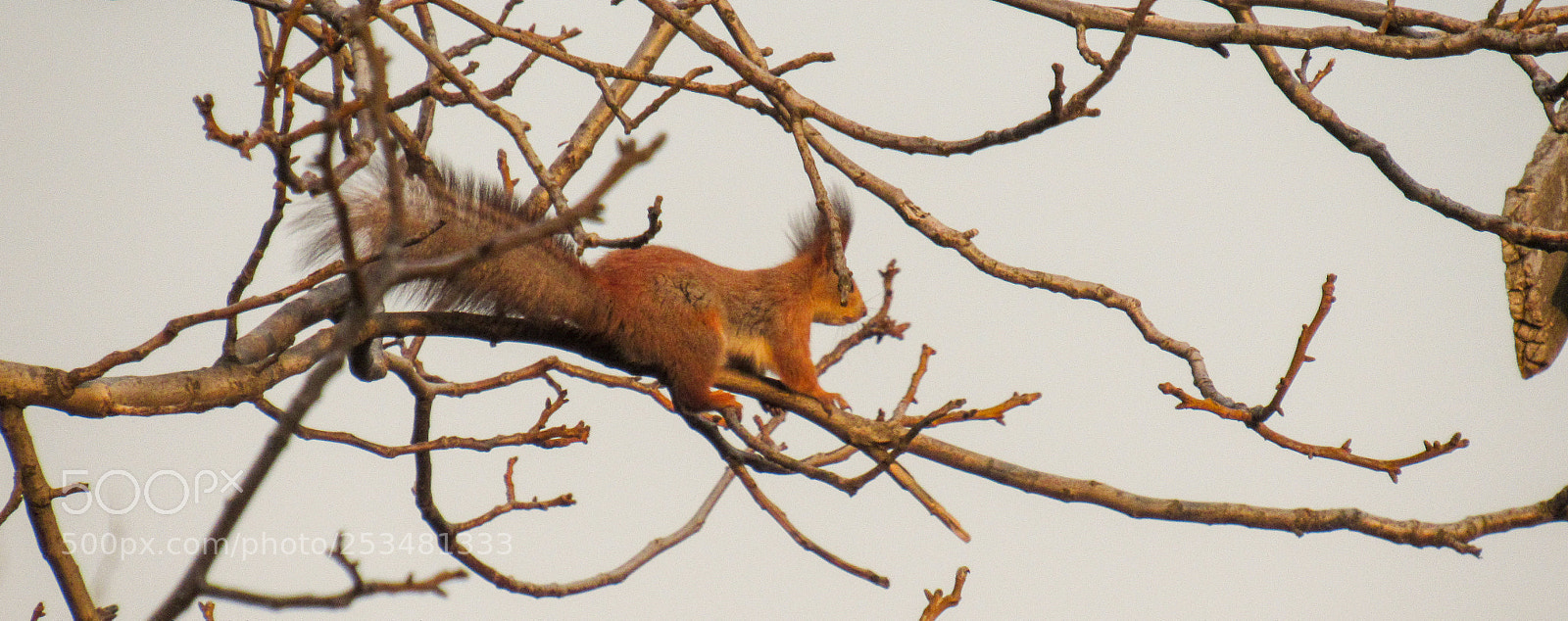 Canon PowerShot SX530 HS sample photo. Squirrel intelligence photography