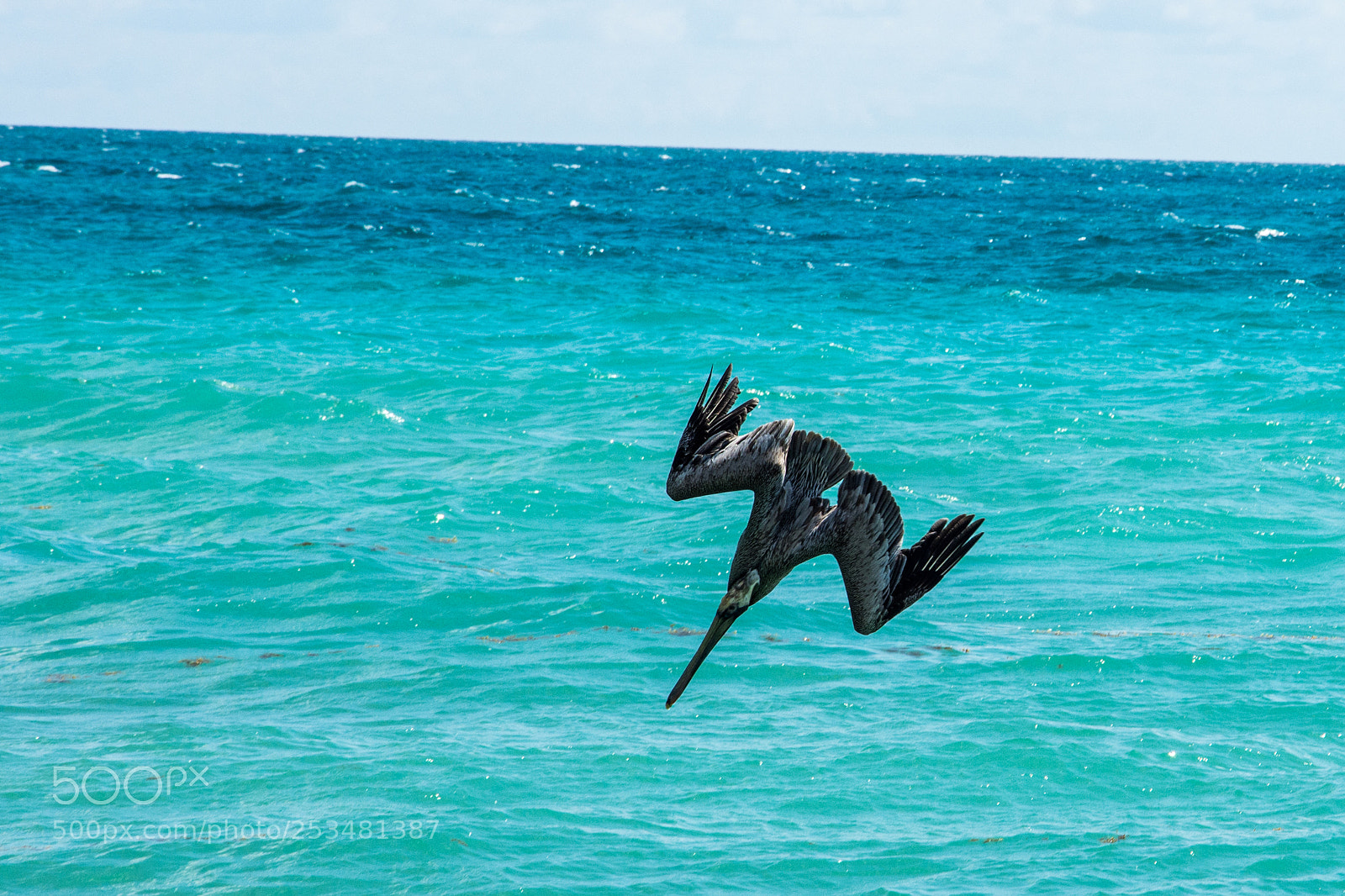 Nikon D7200 sample photo. Fishing brown pelican photography