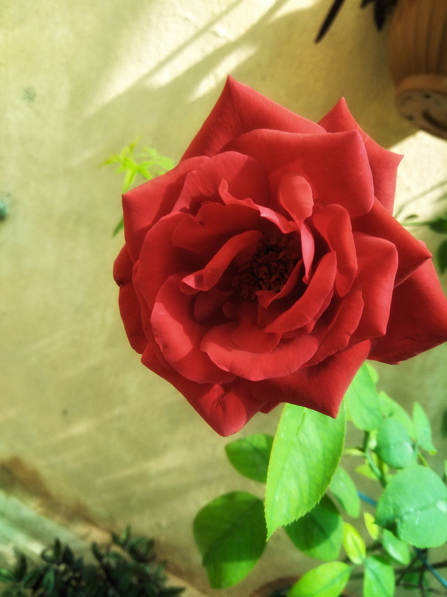 OPPO CPH1701 sample photo. Red rose photography