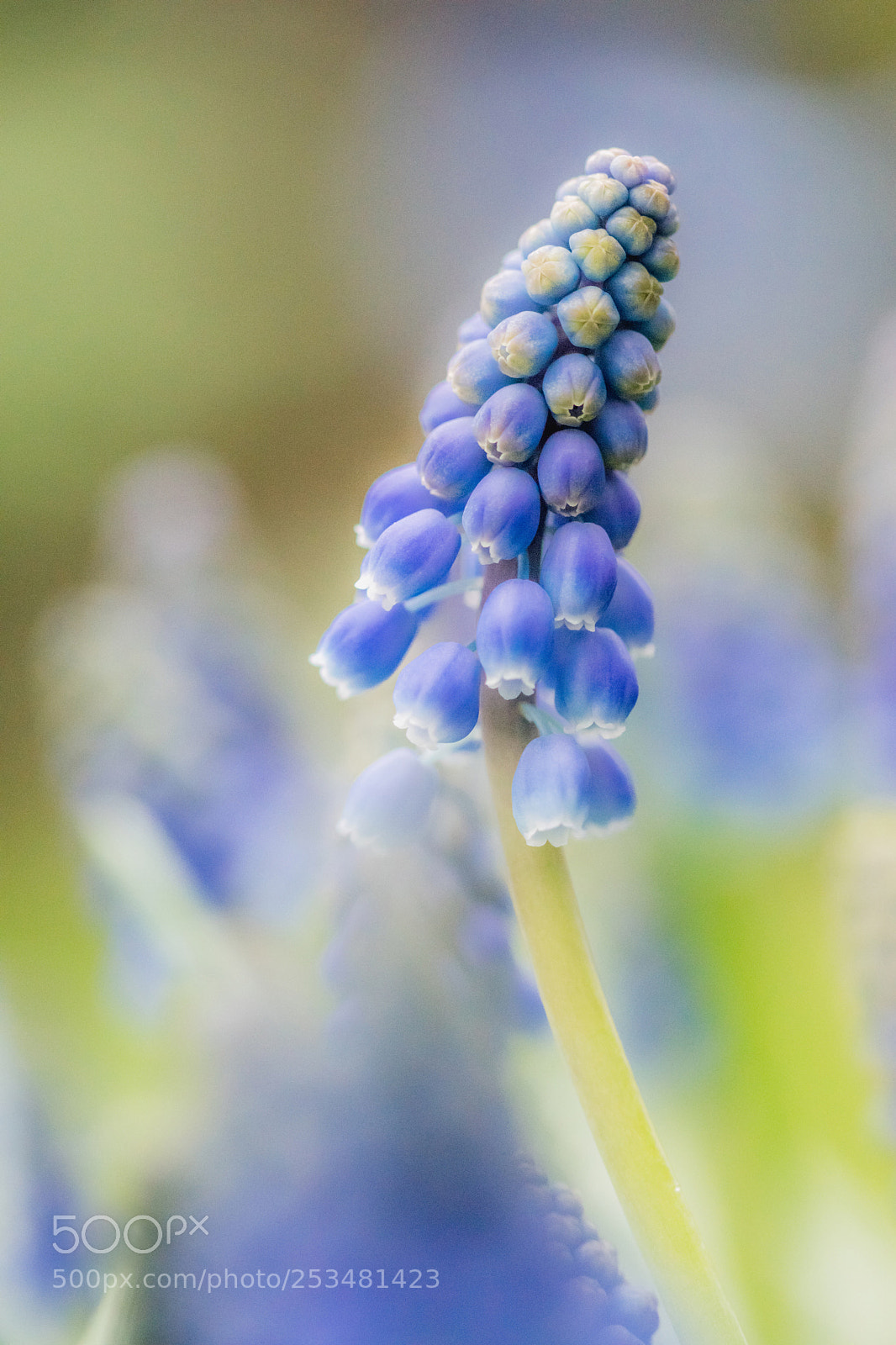 Sony ILCA-77M2 sample photo. Spring is here photography