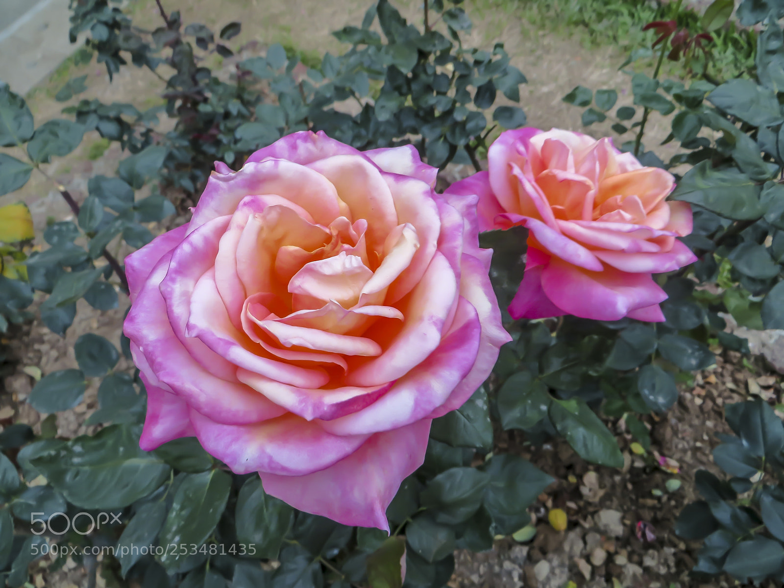 Canon PowerShot SX240 HS sample photo. 姊妹花 photography