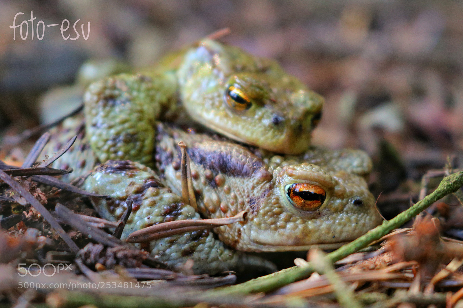 Canon EOS 750D (EOS Rebel T6i / EOS Kiss X8i) sample photo. Taka wiosenna randka. photography