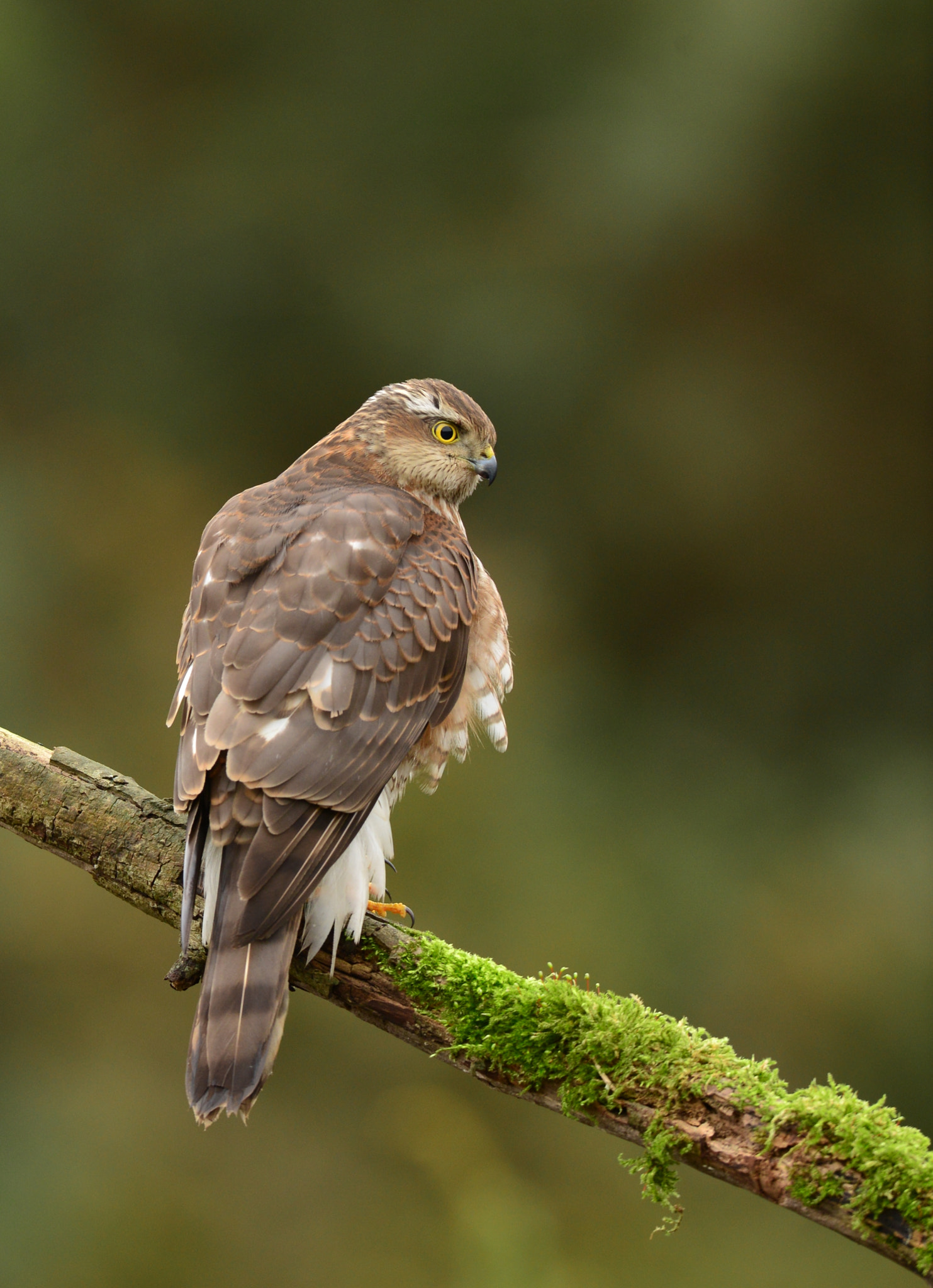 Nikon AF-S Nikkor 500mm F4G ED VR sample photo. Sperwer photography