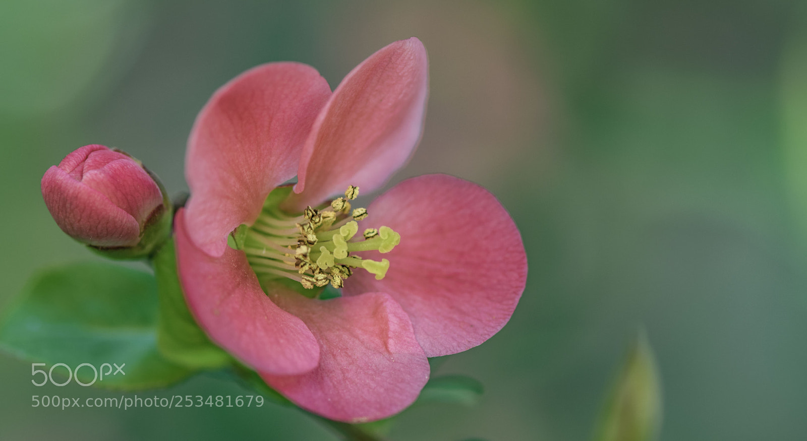 Nikon D5300 sample photo. Fleur de cognassier du photography