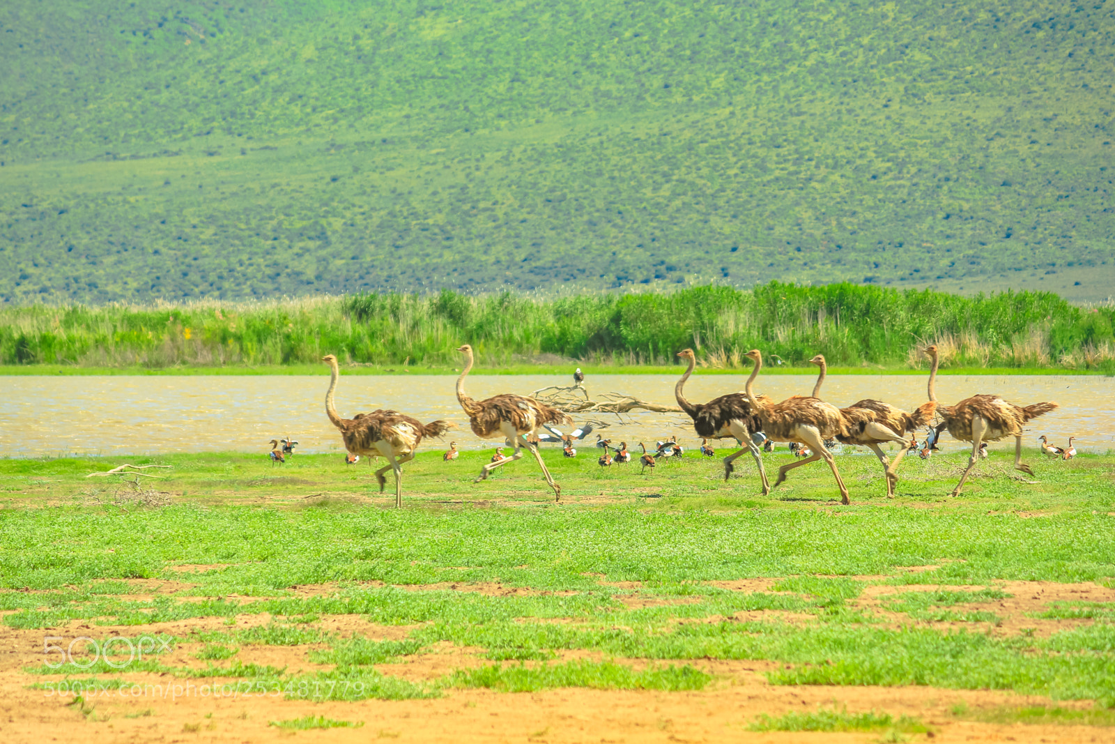 Canon EOS 550D (EOS Rebel T2i / EOS Kiss X4) sample photo. Ostrich with kids photography