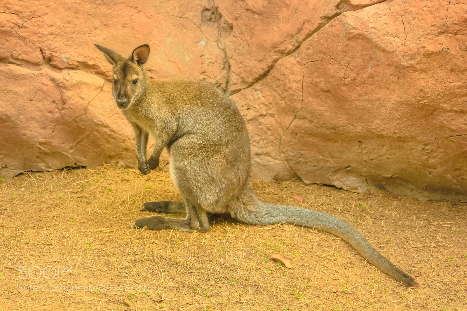 Canon EOS 550D (EOS Rebel T2i / EOS Kiss X4) sample photo. The australian wallaby photography