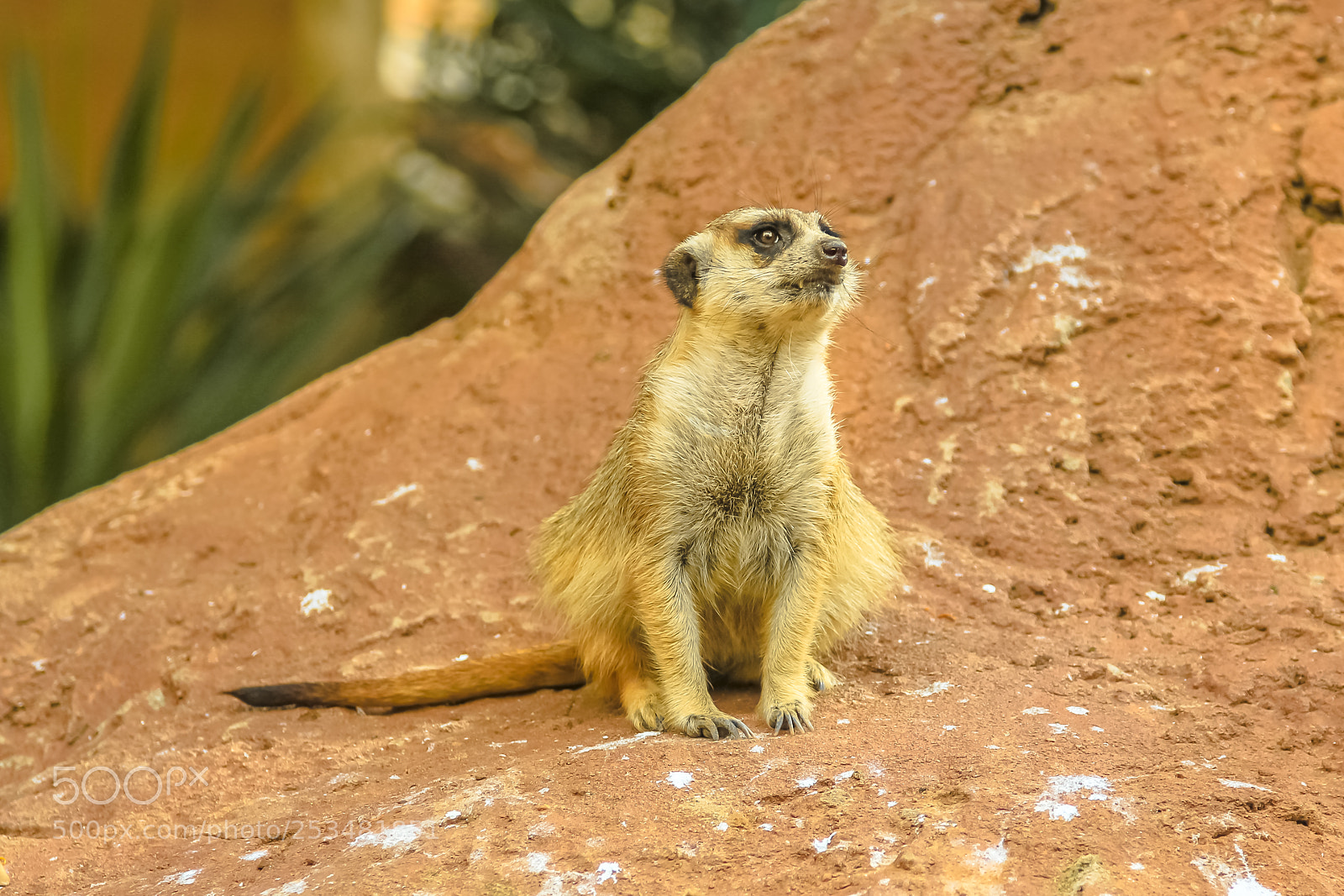 Canon EOS 550D (EOS Rebel T2i / EOS Kiss X4) sample photo. Suricate south africa photography