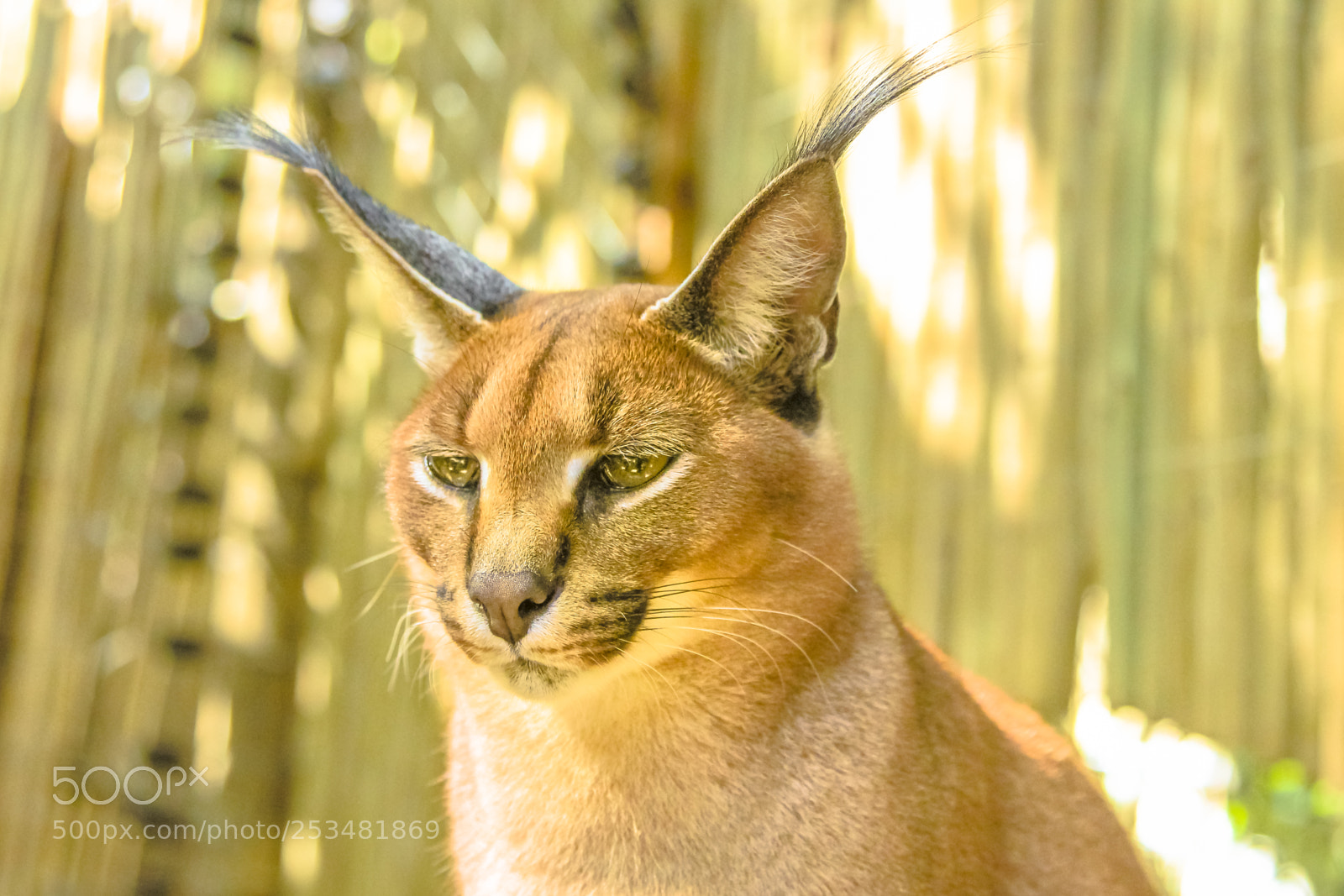 Canon EOS 550D (EOS Rebel T2i / EOS Kiss X4) sample photo. Wild caracal portrait photography