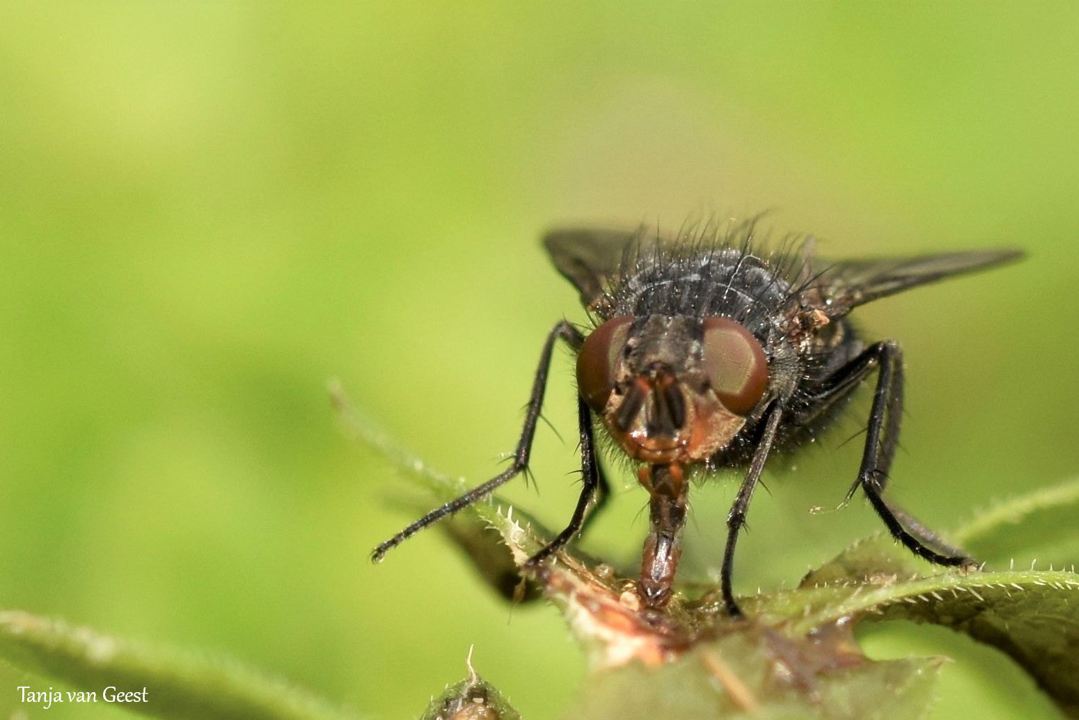 Nikon D5500 + Sigma 105mm F2.8 EX DG OS HSM sample photo. Blue bottle fly photography