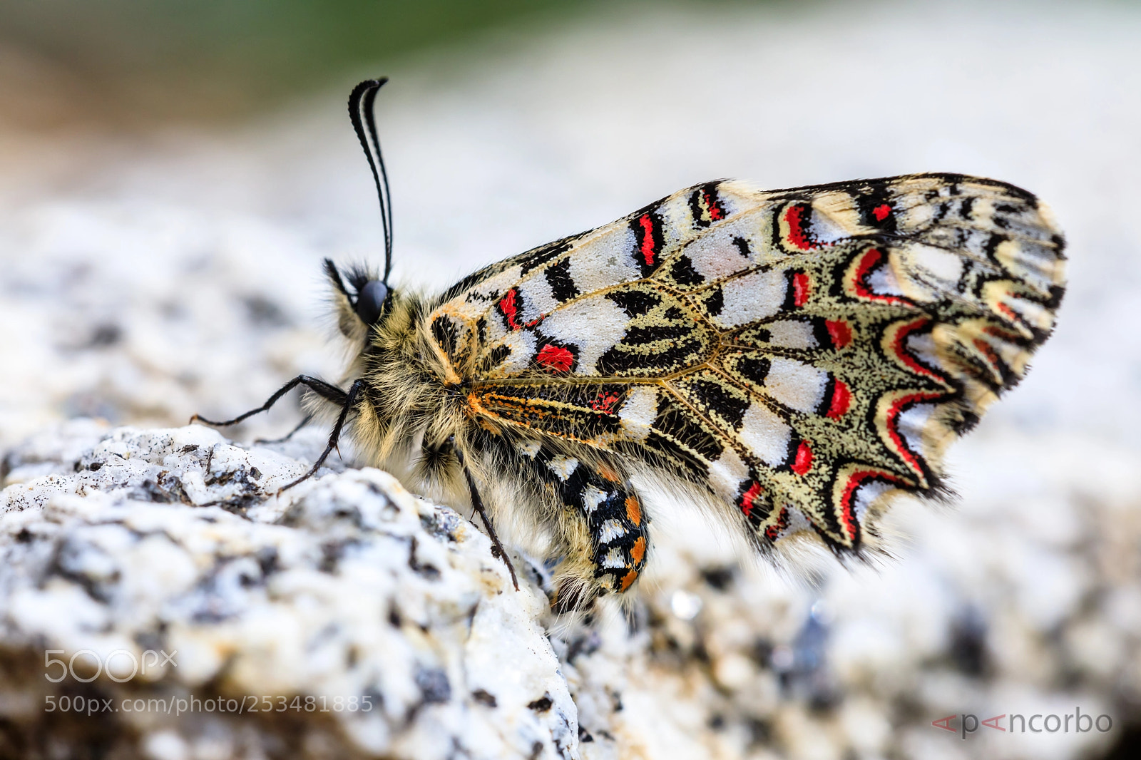 Canon EOS 5D Mark IV sample photo. Mariposa  zerynthia rumina photography