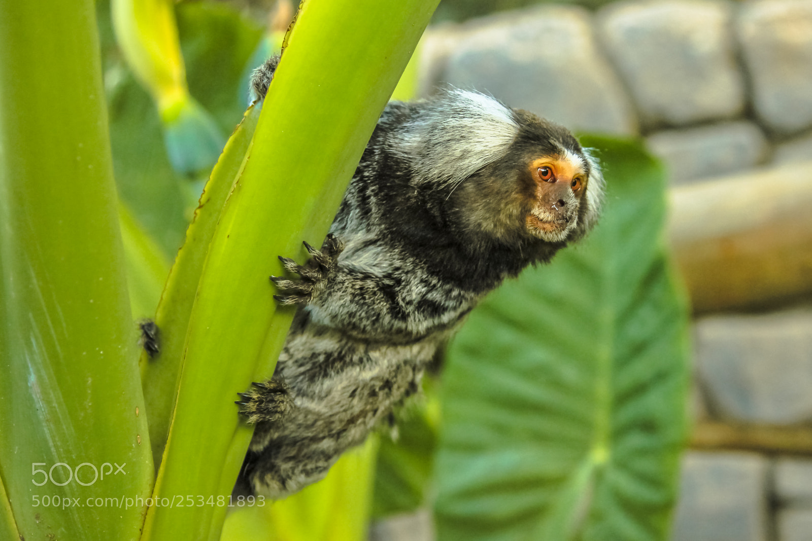 Canon EOS 550D (EOS Rebel T2i / EOS Kiss X4) sample photo. Common marmoset monkey photography