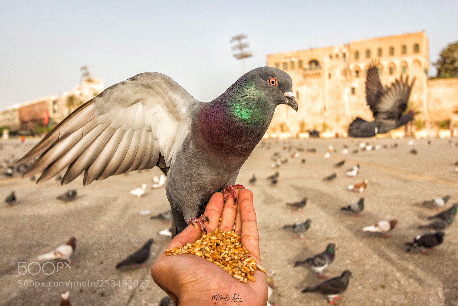 Canon EOS 700D (EOS Rebel T5i / EOS Kiss X7i) sample photo. Pigeon photography