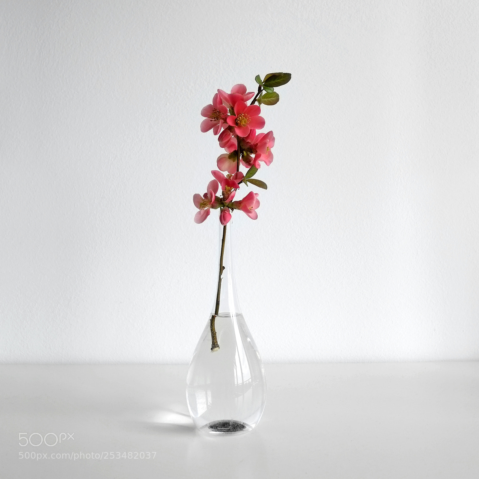 Fujifilm X-E1 sample photo. Chaenomeles photography