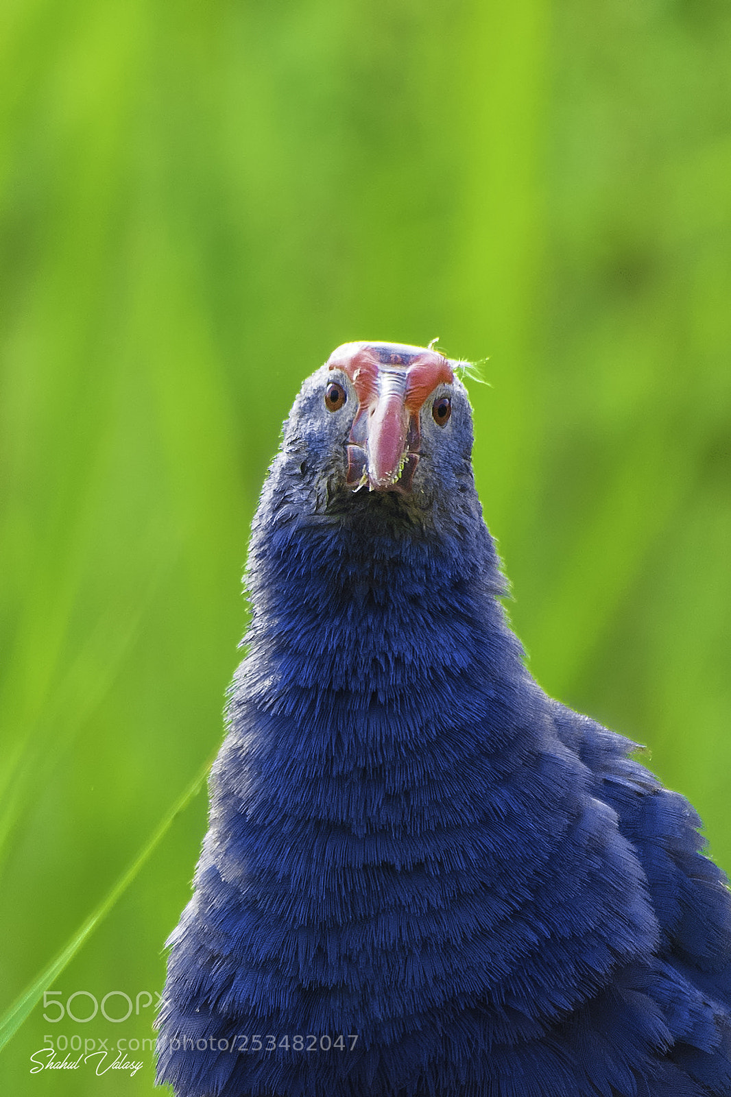 Nikon D500 sample photo. Grey-headed swamphen photography