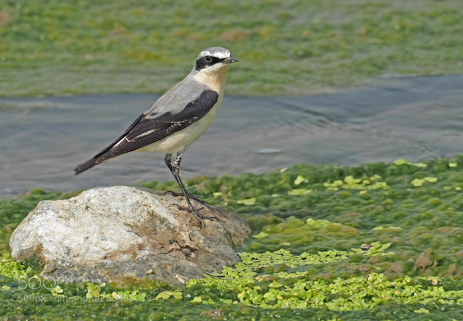 Olympus OM-D E-M5 II sample photo. Northern wheatear,  oenanthe oenanthe photography