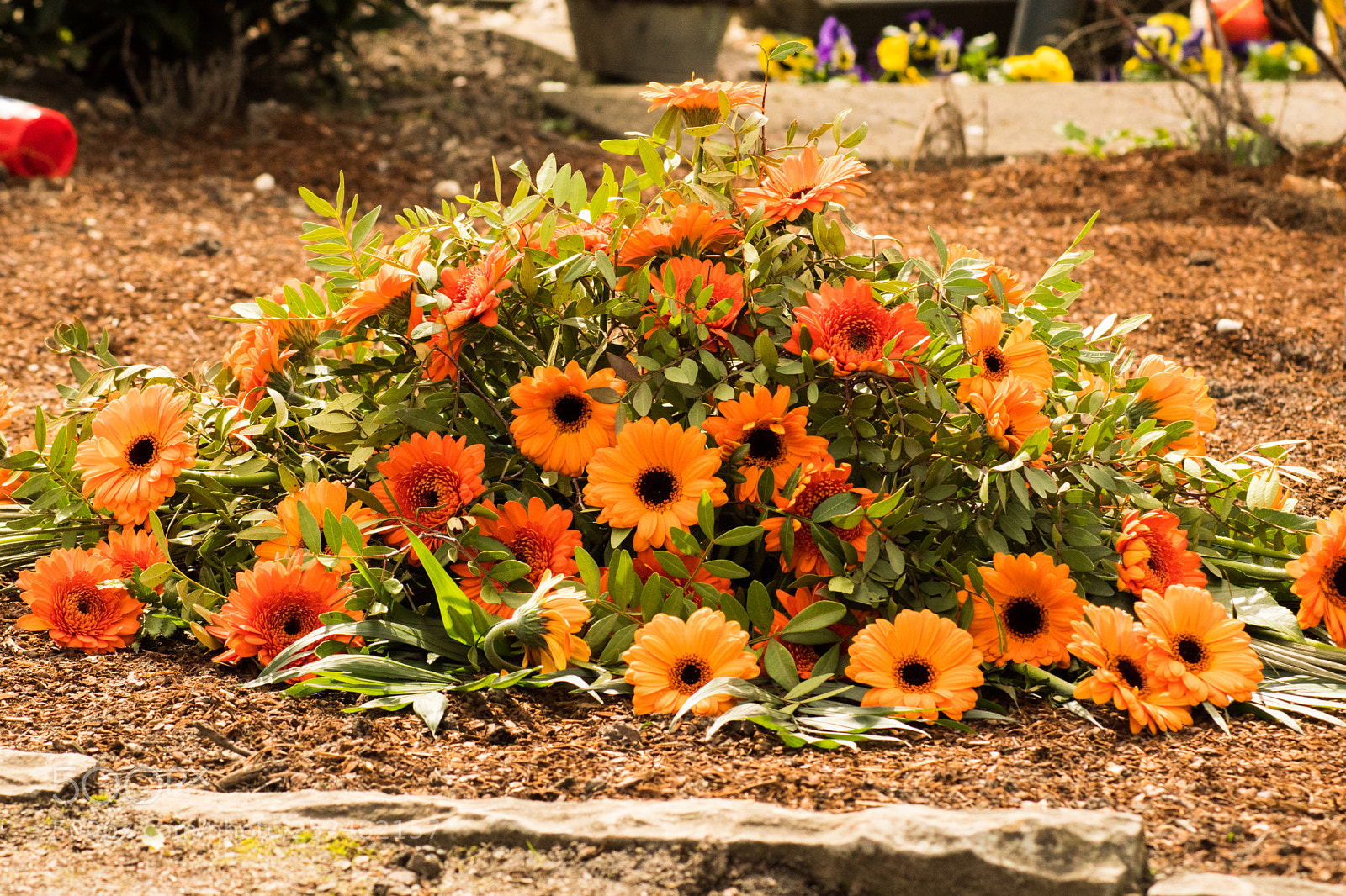 Sony SLT-A68 sample photo. Gerbera photography