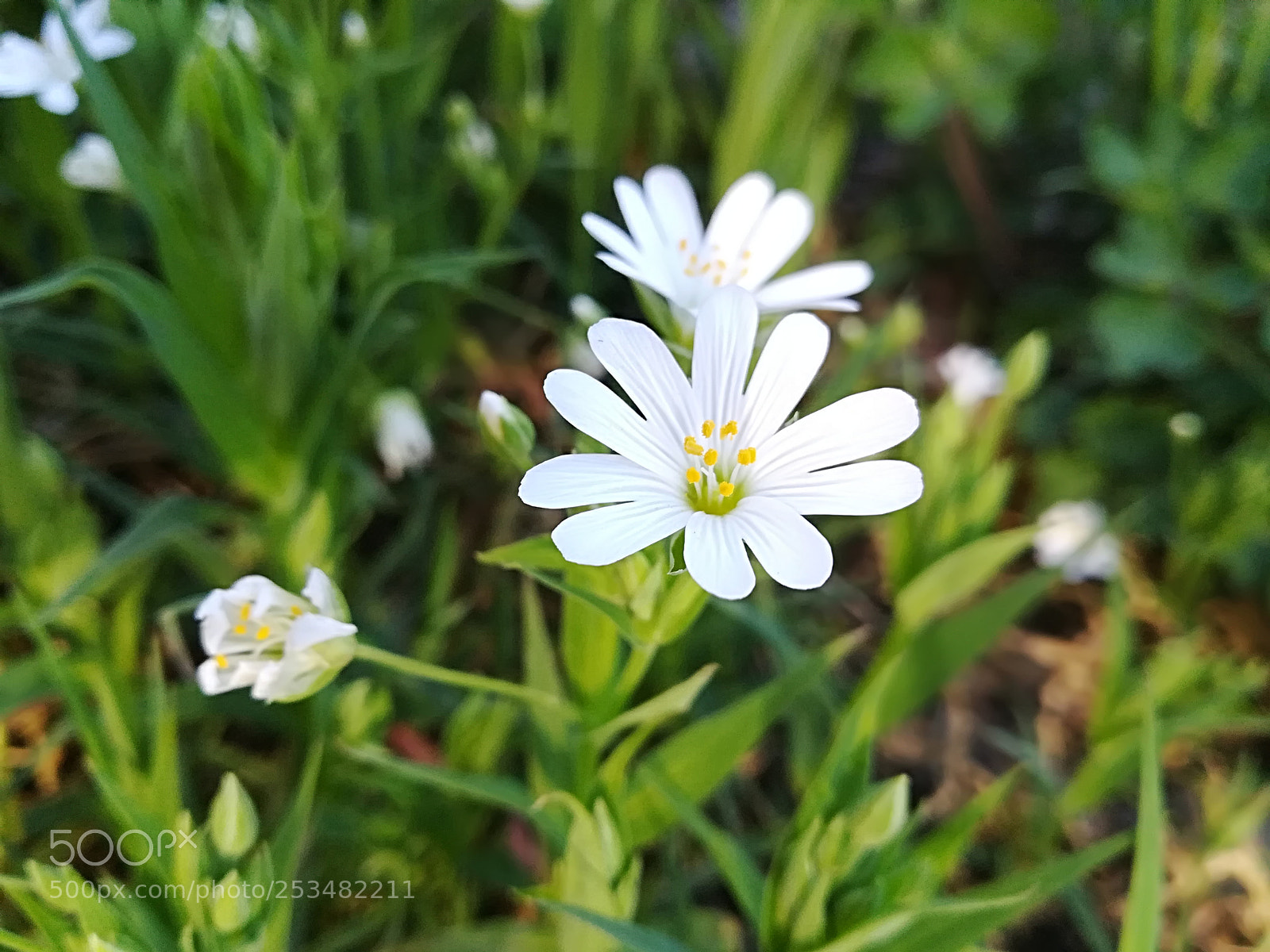 HUAWEI P10 lite sample photo. Untitled photography
