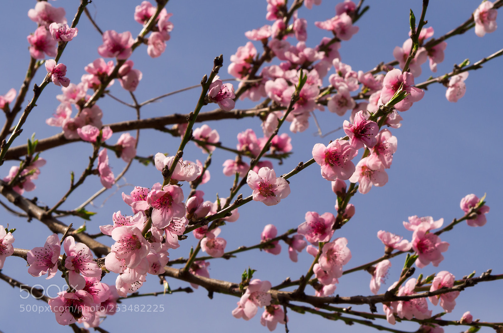 Olympus OM-D E-M10 II sample photo. Blossoms in spring photography