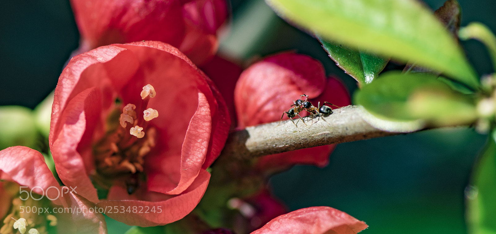 Nikon D5300 sample photo. Escapade romantique ! photography