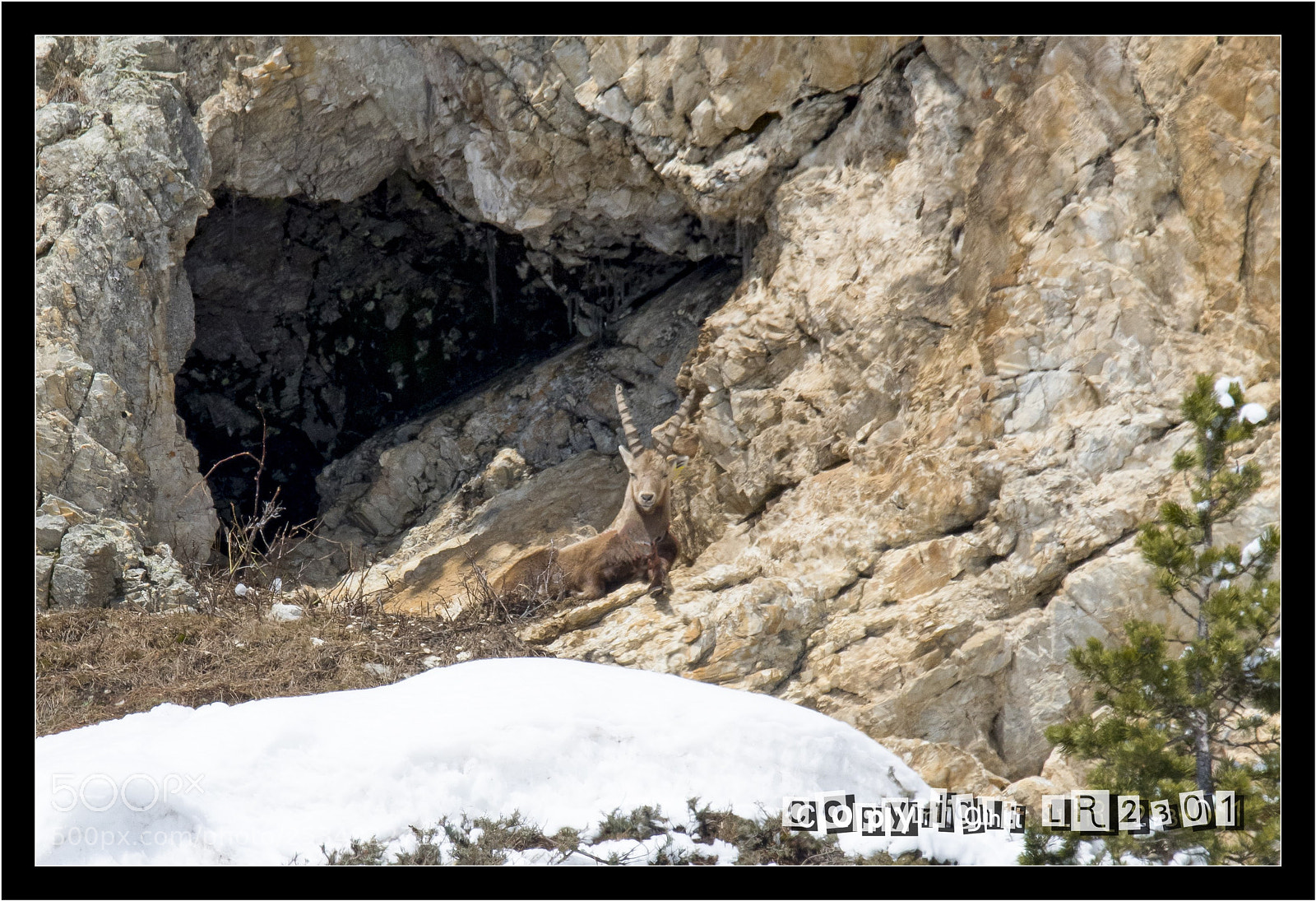 Nikon D500 sample photo. Bouquetin photography
