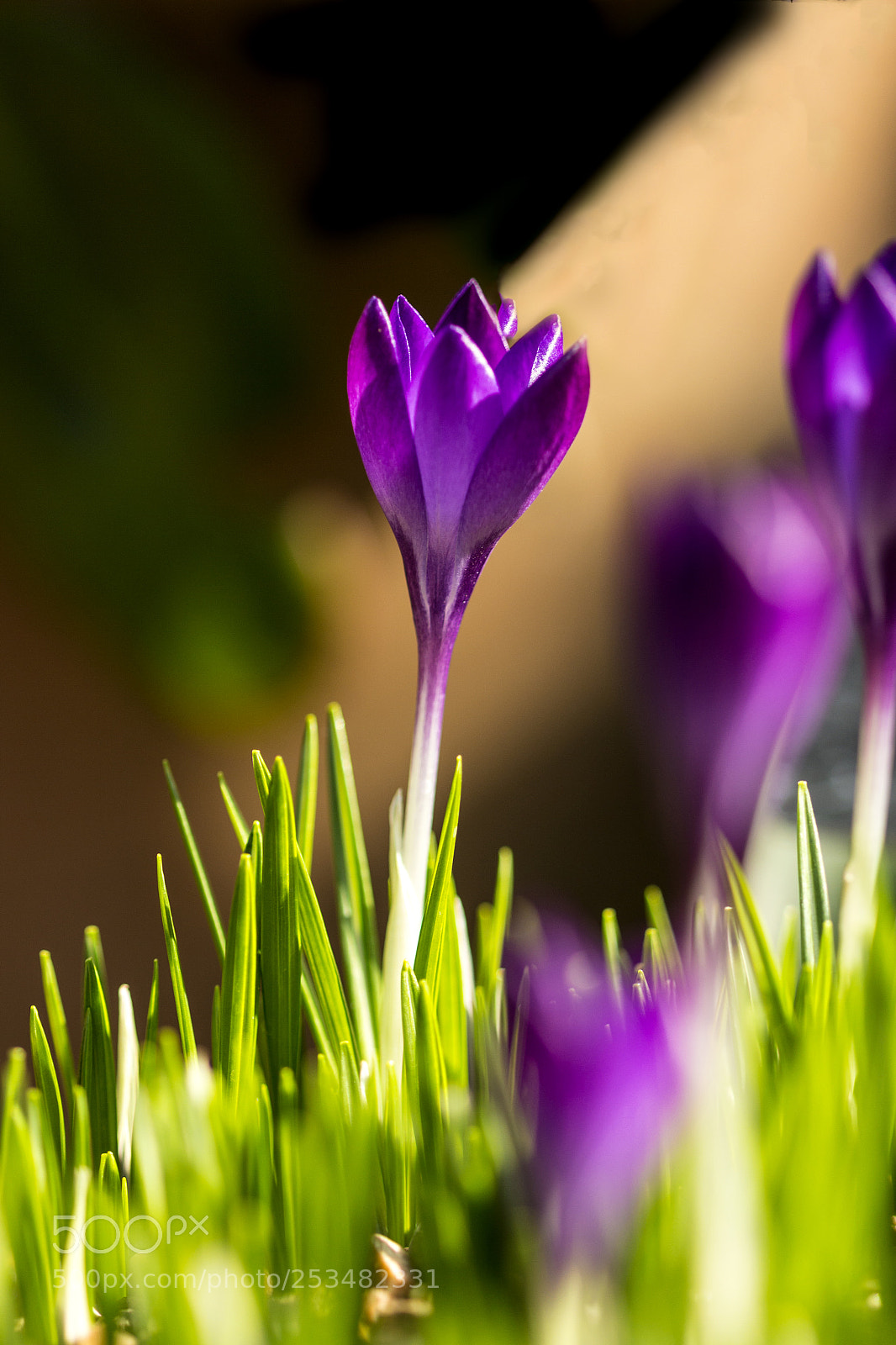 Canon EOS 700D (EOS Rebel T5i / EOS Kiss X7i) sample photo. Purple crocus photography