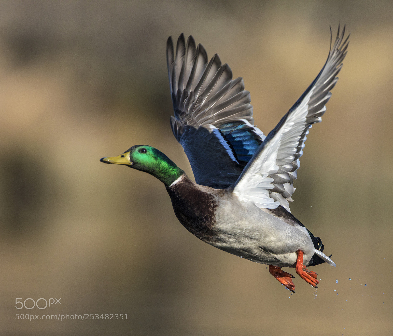 Canon EOS 5D Mark IV sample photo. Take off photography