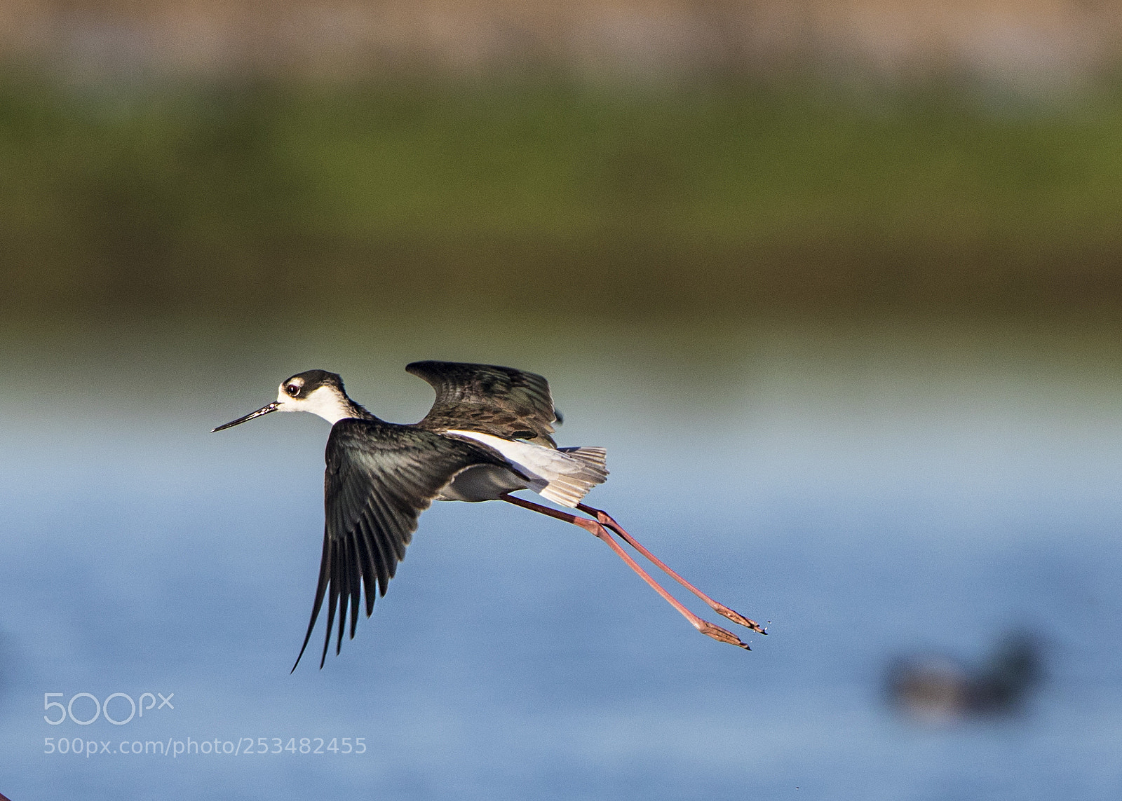 Canon EOS 5D Mark IV sample photo. Soaring in the air photography