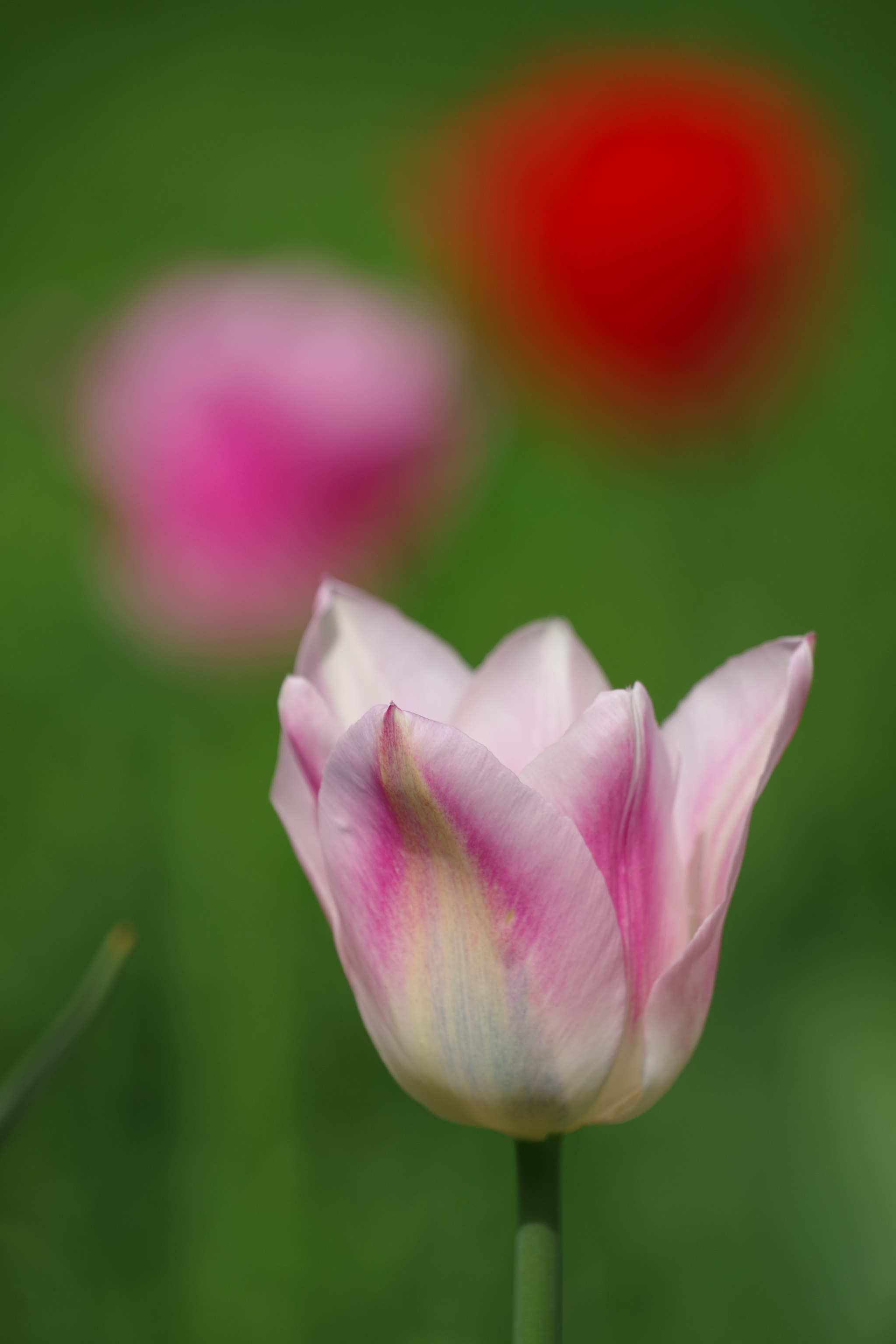 Pentax K-70 sample photo. Tulip 2018 #4 photography