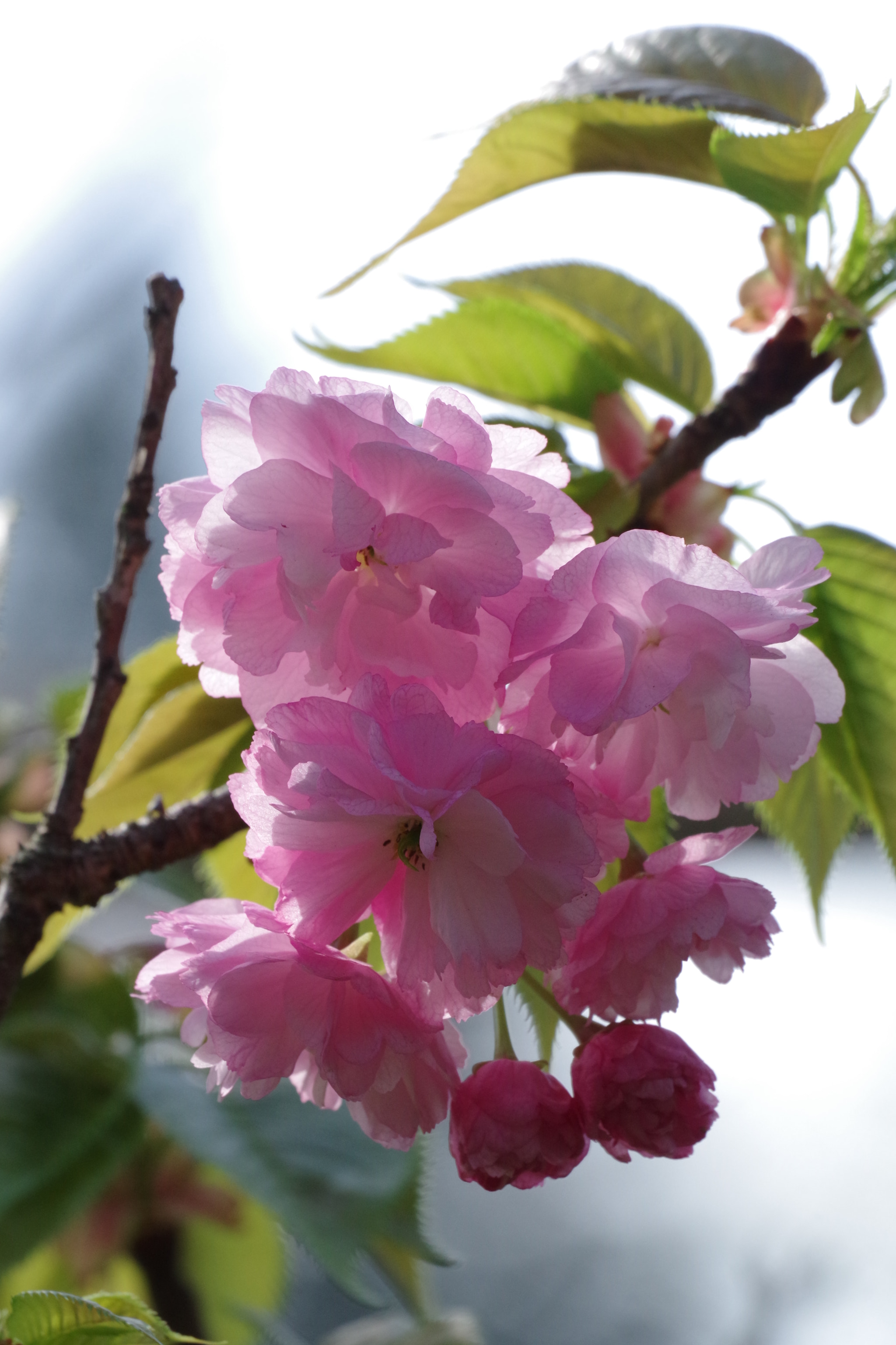 Pentax K-70 sample photo. Sakura 2018 #21 photography