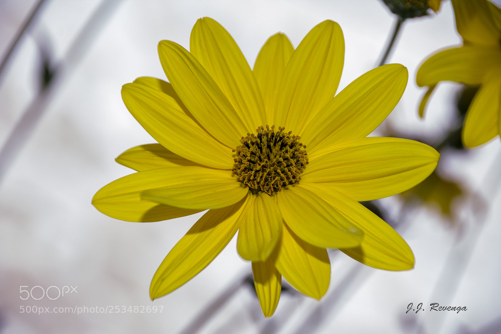 Nikon D7100 sample photo. Flor photography
