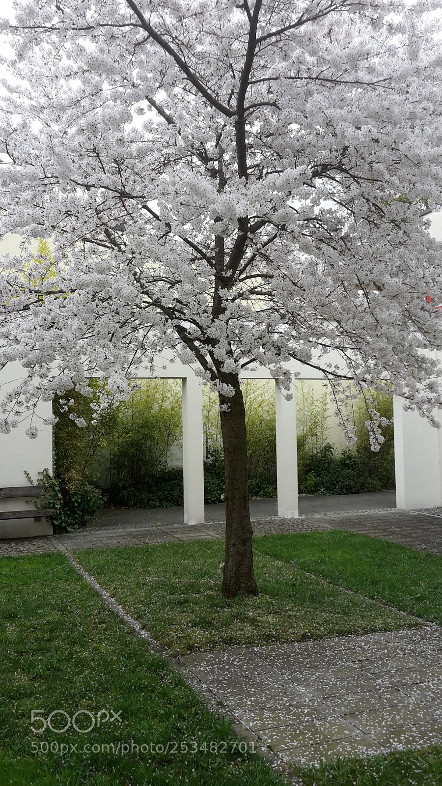 Samsung Galaxy S5 Mini sample photo. Spring blossom charme photography