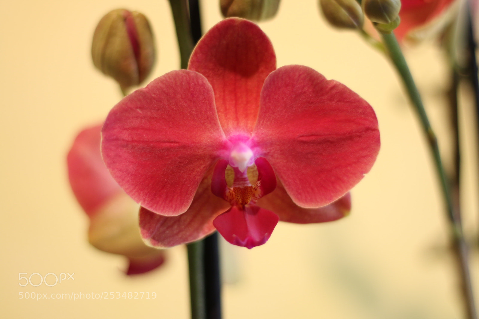 Canon EOS 70D + Canon EF 50mm F1.8 STM sample photo. Untitled photography