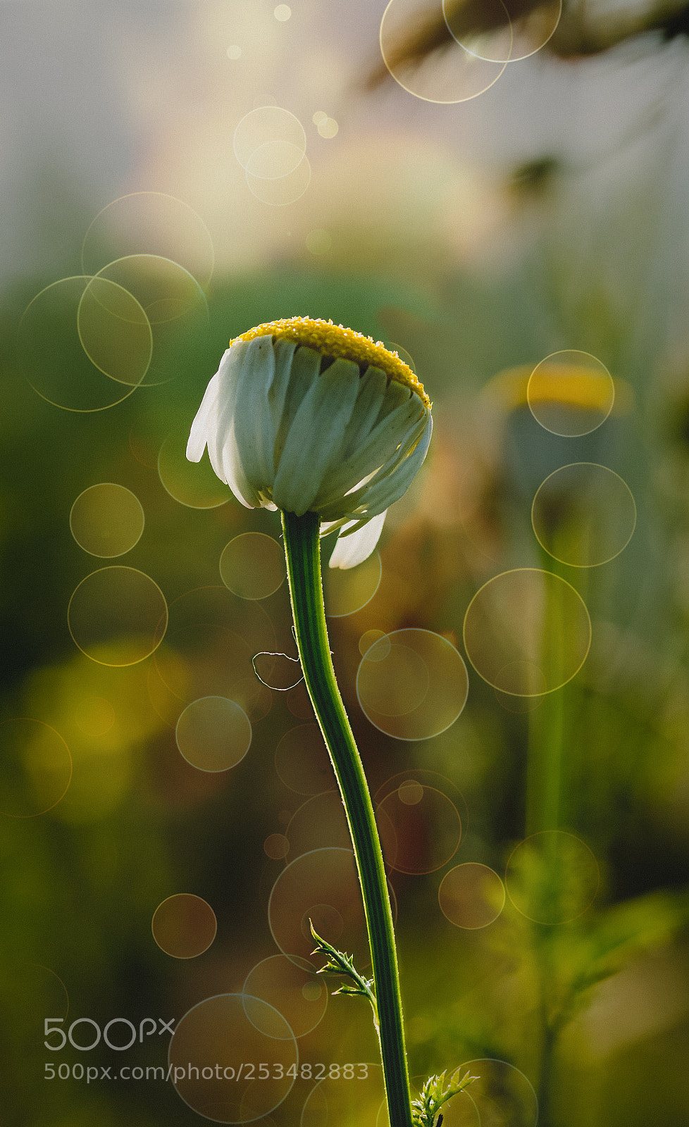 Nikon D7000 sample photo. Flower photography