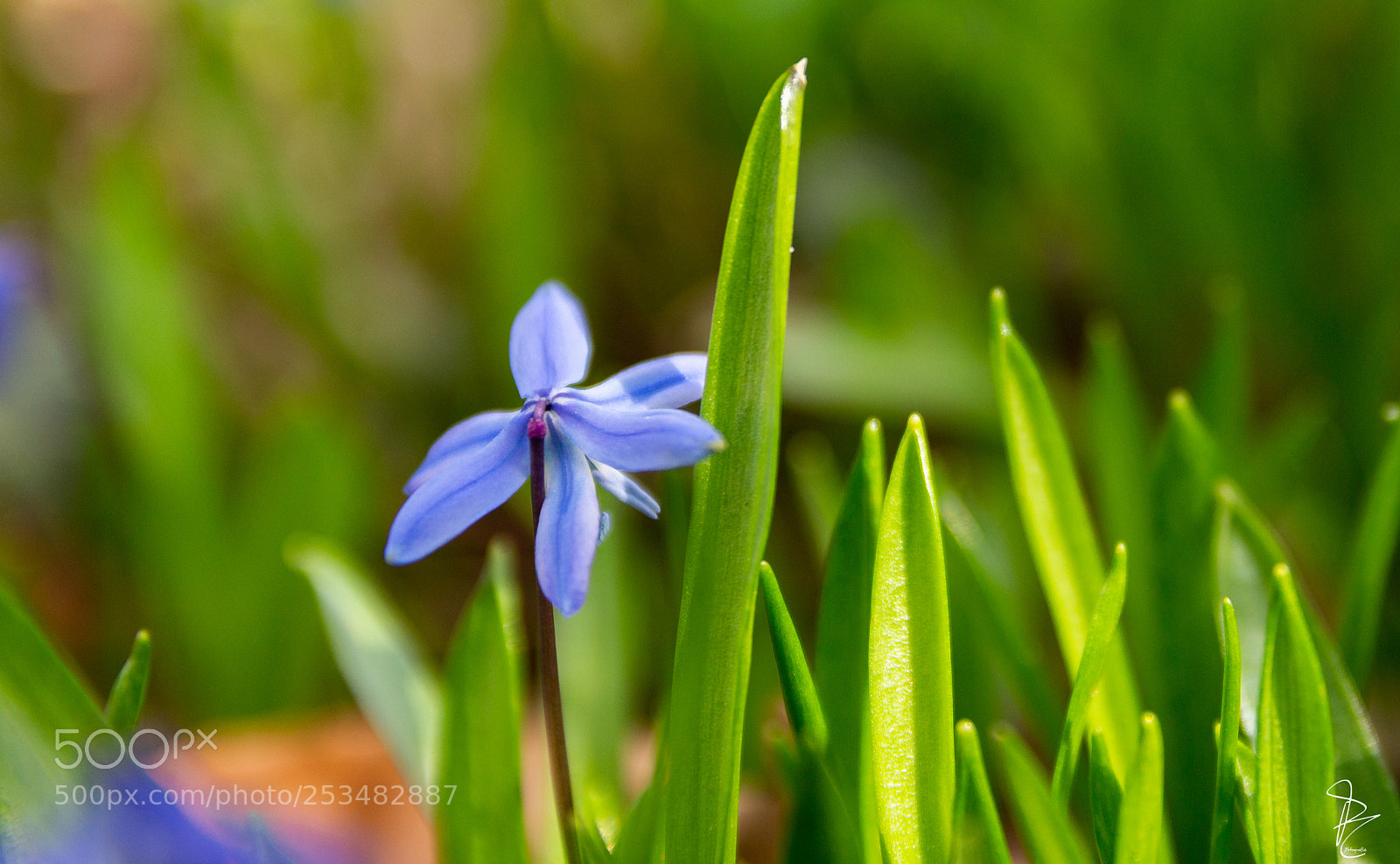 Canon EOS 700D (EOS Rebel T5i / EOS Kiss X7i) sample photo. Blue spring photography