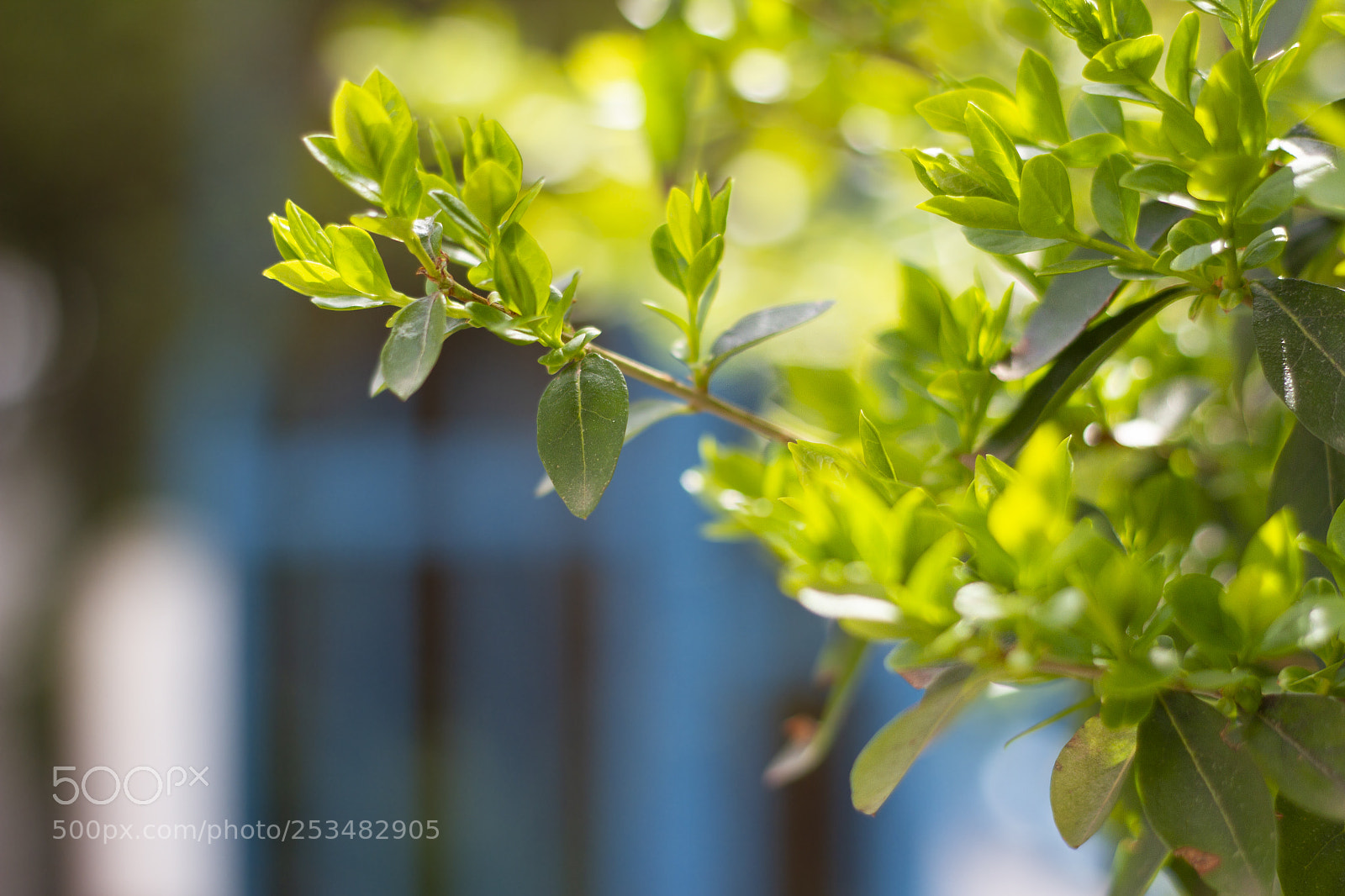 Canon EOS 7D sample photo. Spring fever photography