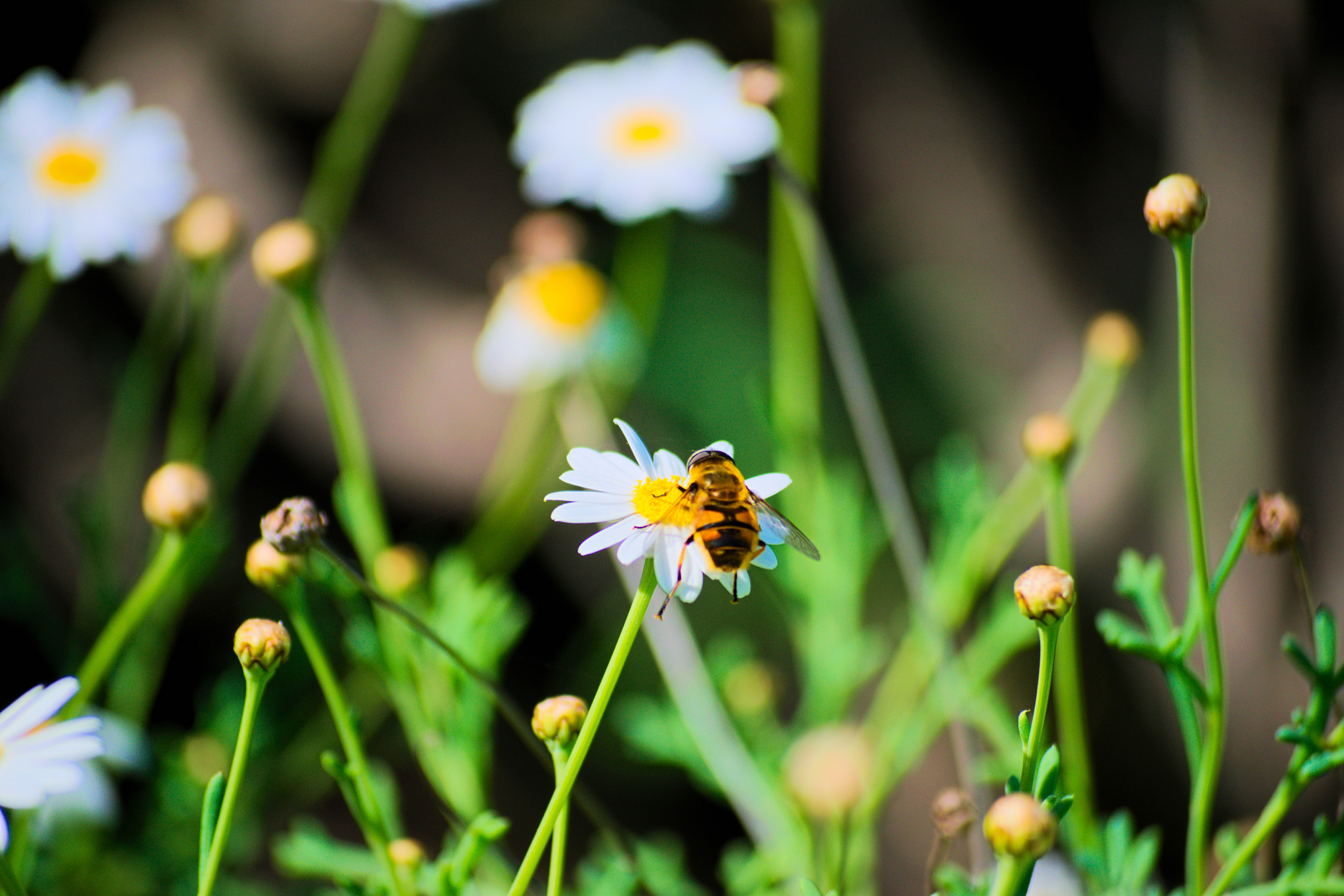 Nikon D3300 sample photo. Pollination photography