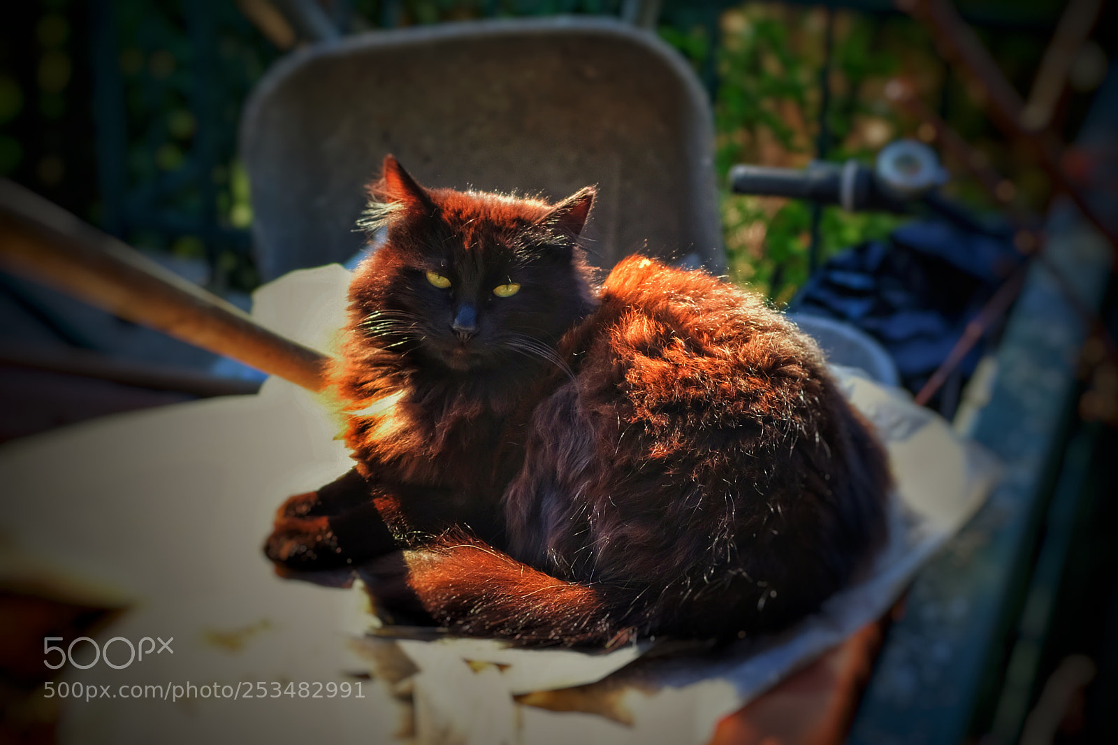 Fujifilm X100F sample photo. Dirthy sally x100f fujifilmtr photography