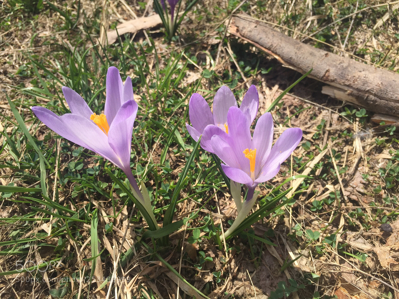 Apple iPhone 6 sample photo. Untitled photography