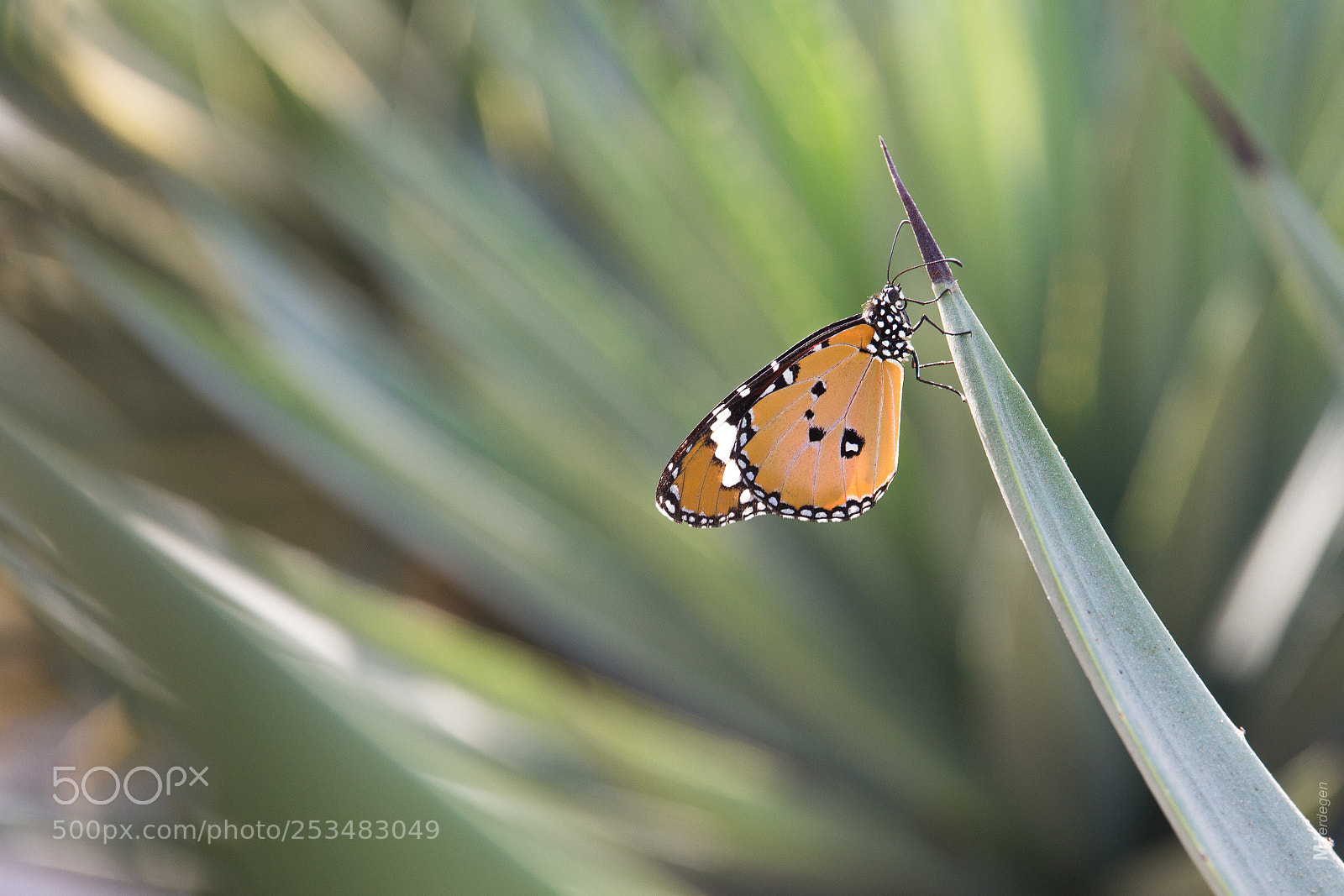 Canon EOS 700D (EOS Rebel T5i / EOS Kiss X7i) sample photo. Tropical butterfly photography