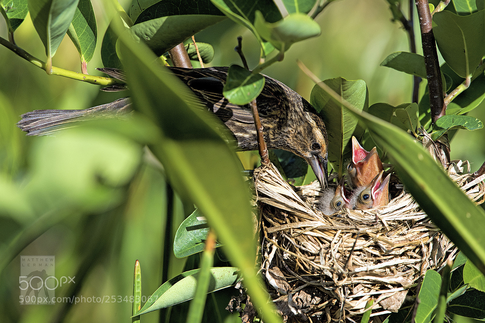 Nikon D810 sample photo. Hidden 1779 photography