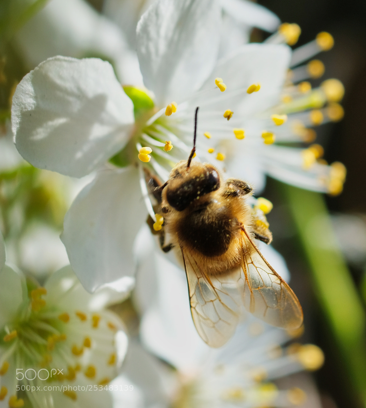 Fujifilm X-T2 sample photo. Bee on a white photography