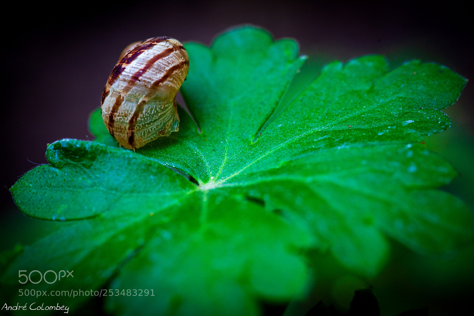 Canon EOS 5D Mark II sample photo. Snail on a leaf photography